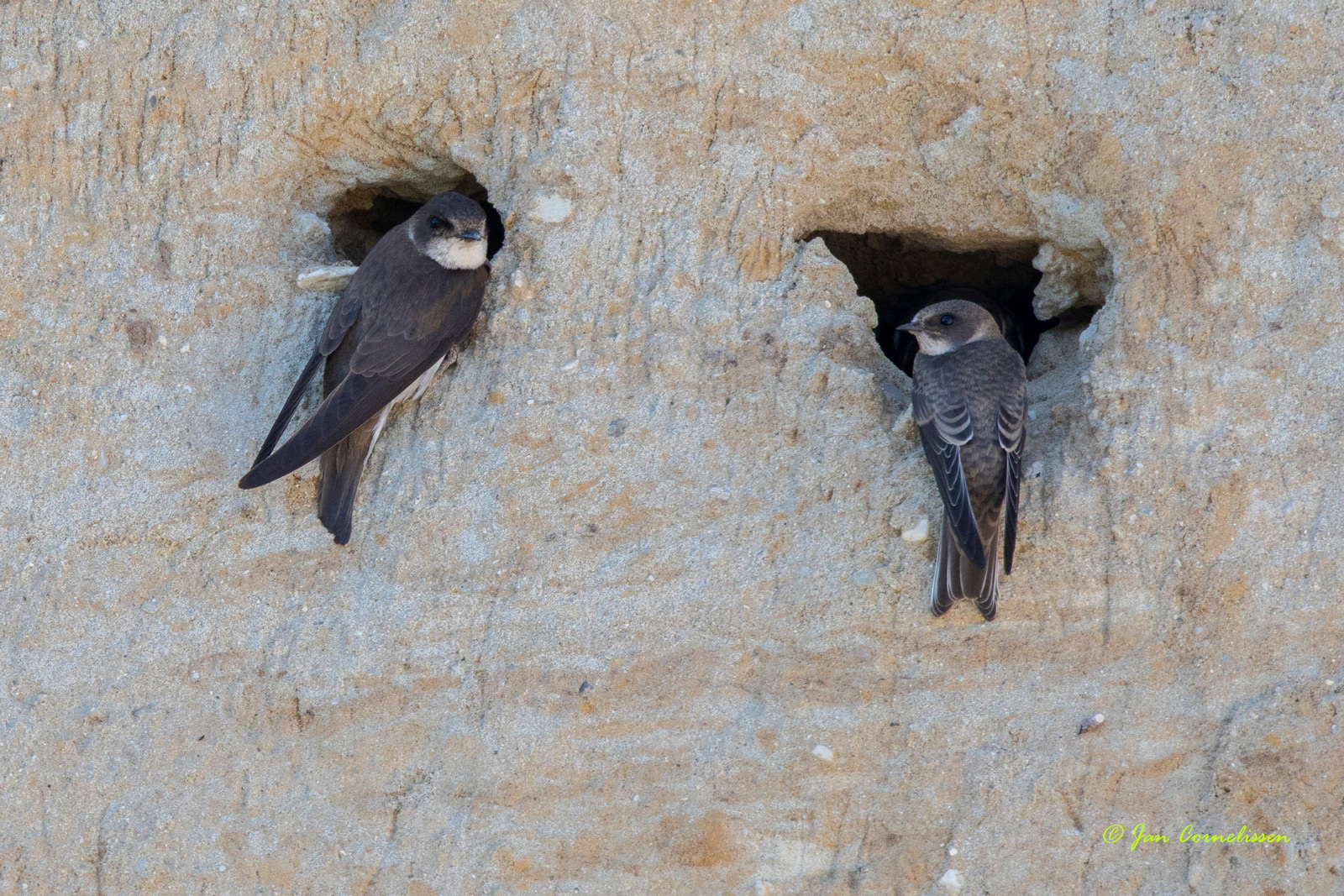 Oeverzwaluwen - Sand Martin - Riparia riparia (Lommel, B)