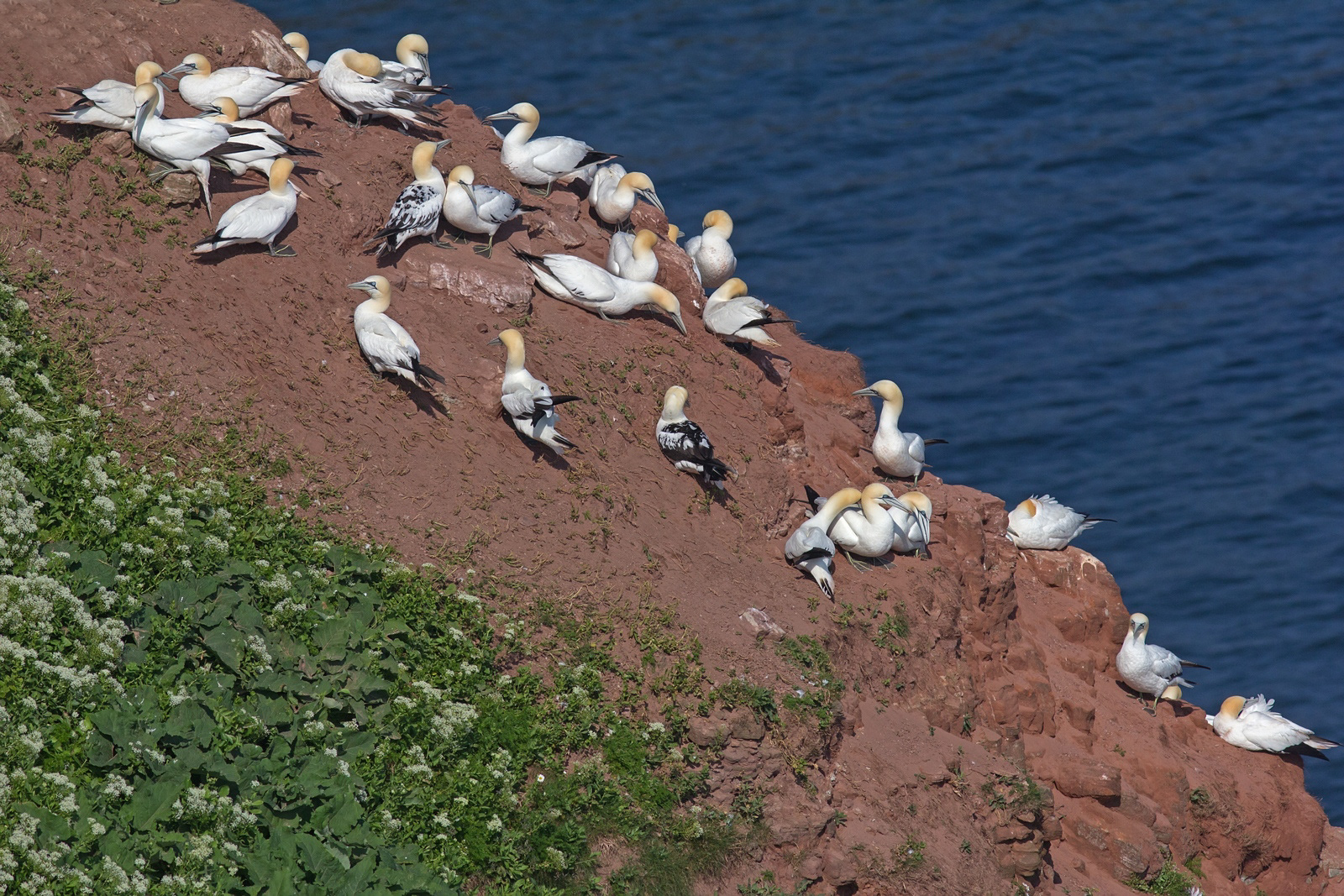 Jan-van-Genten - Gannet - Morus bassanus