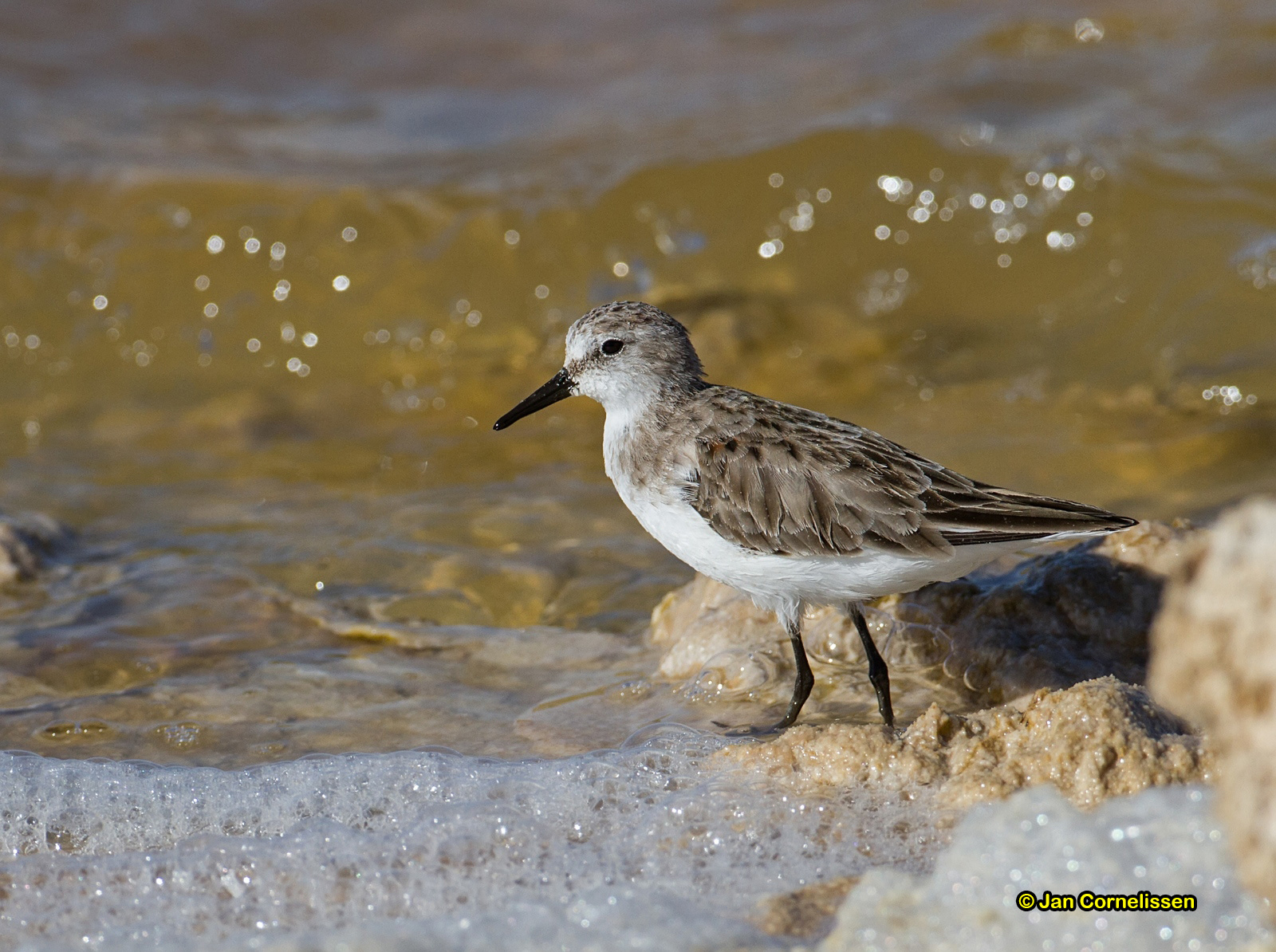 Kleine strandloper - Little Stint - Calidris minuta