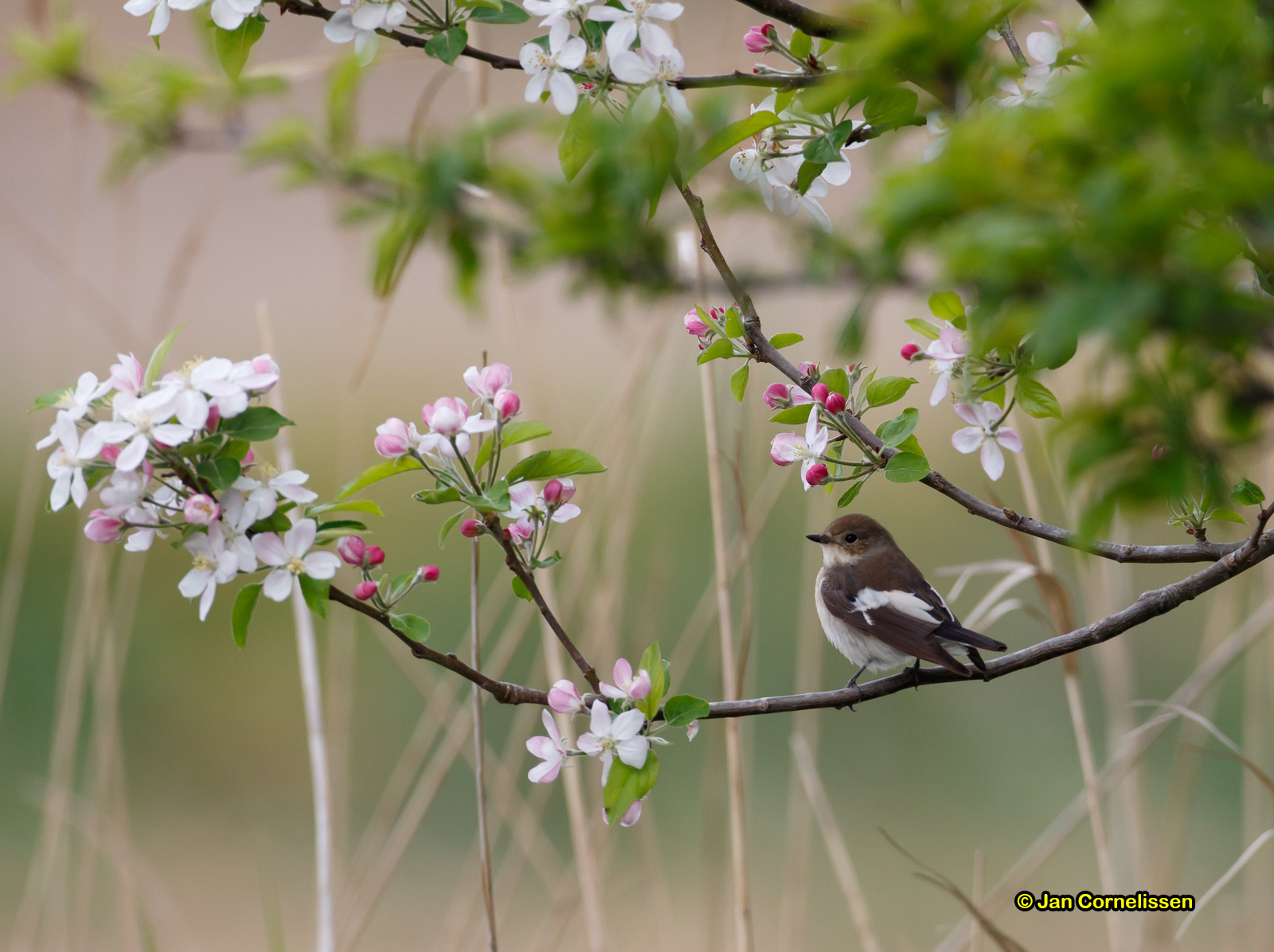 Bonte vliegenvanger - Pied Flycatcher - Ficedula hypoleuca