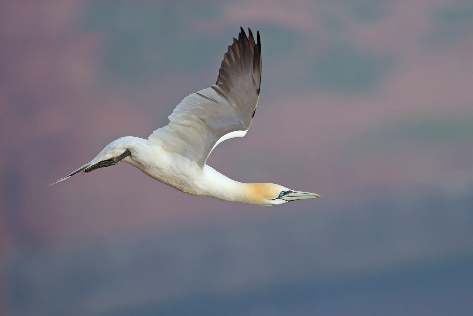 Jan-van-Gent - Gannet - Morus bassanus