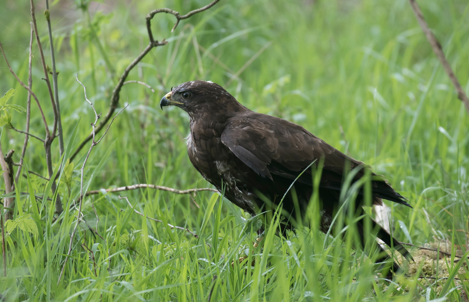 Buizerd - Buzzard - Buteo buteo