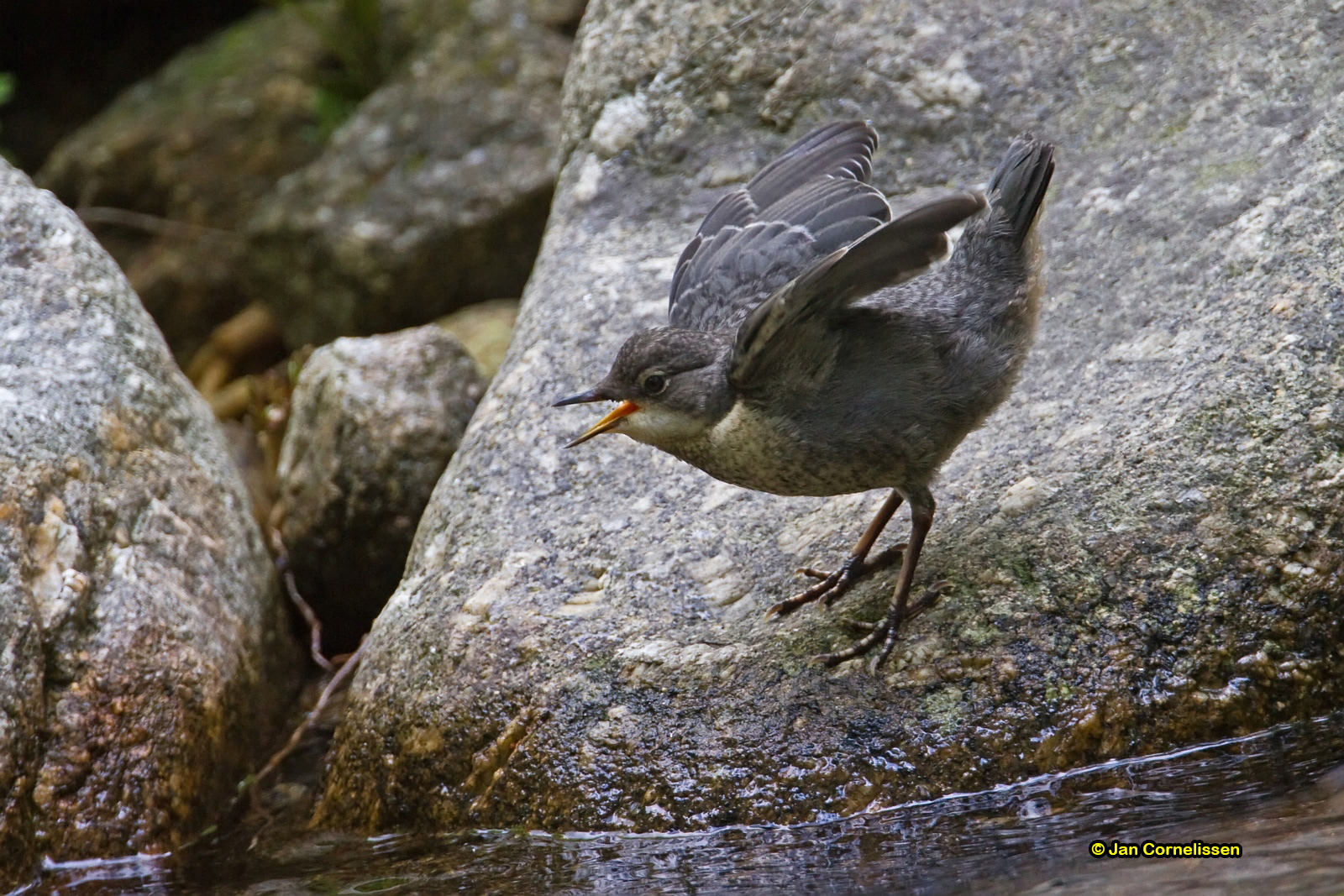 Waterspreeuw (juv) - Dipper - Cinclus cinclus