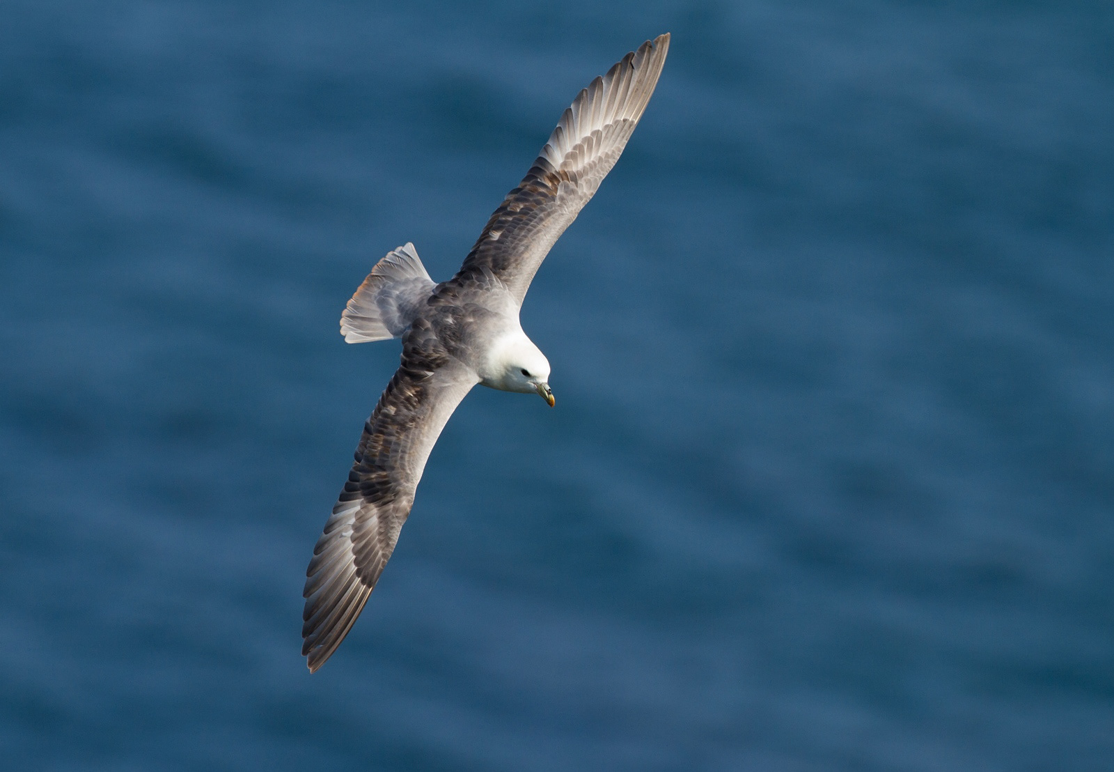 Noordse stormvogel - Fulmar - Fulmarus glacialis