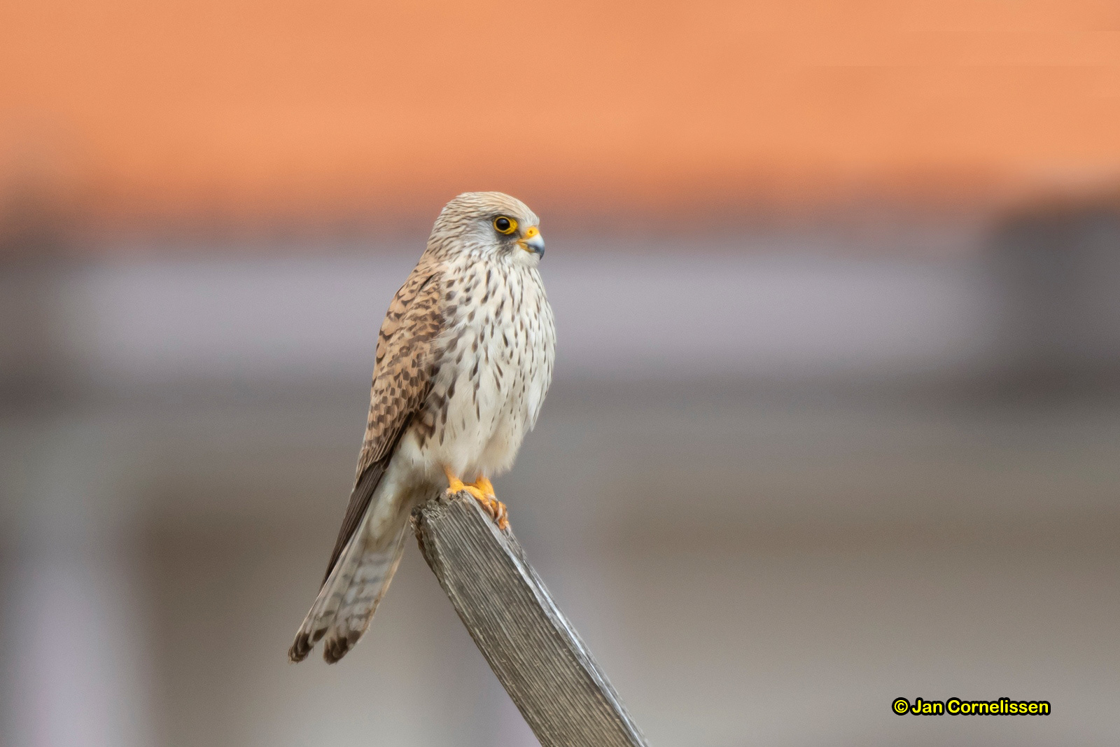 Kleine torenvalk ♀ - Lesser Kestrel - Falco naumanni (Kalamokastro, KR), 8-5-2019