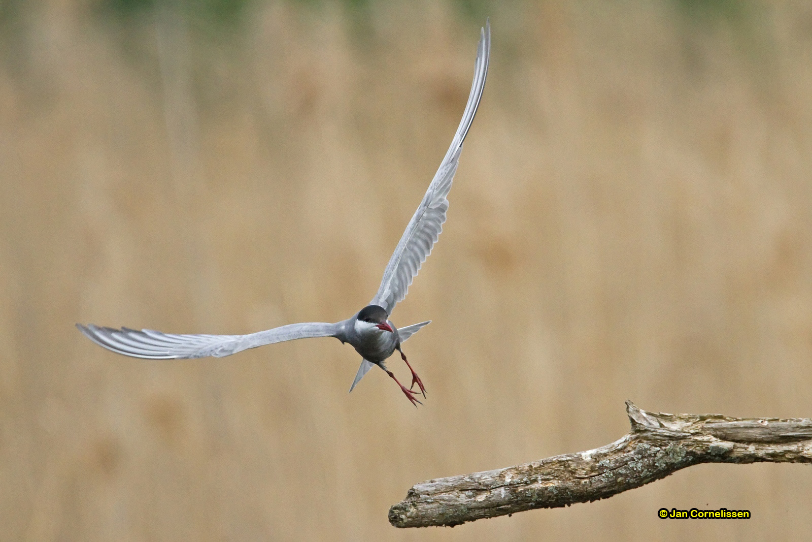 Witwangstern - Whiskered Tern - Chlidonias hybridus