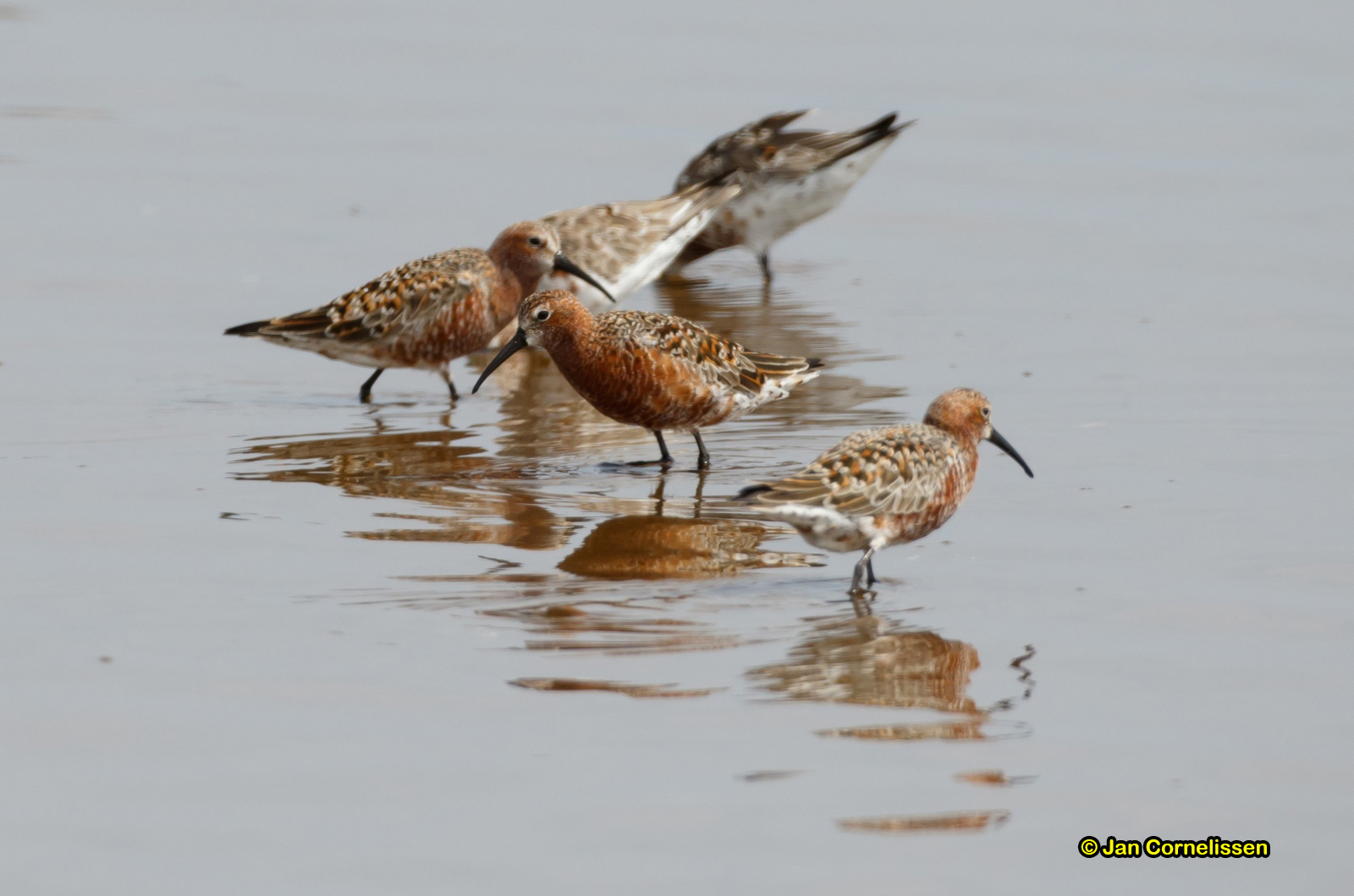 Krombekstrandloper - Curlew Sandpiper - Calidris ferruginea