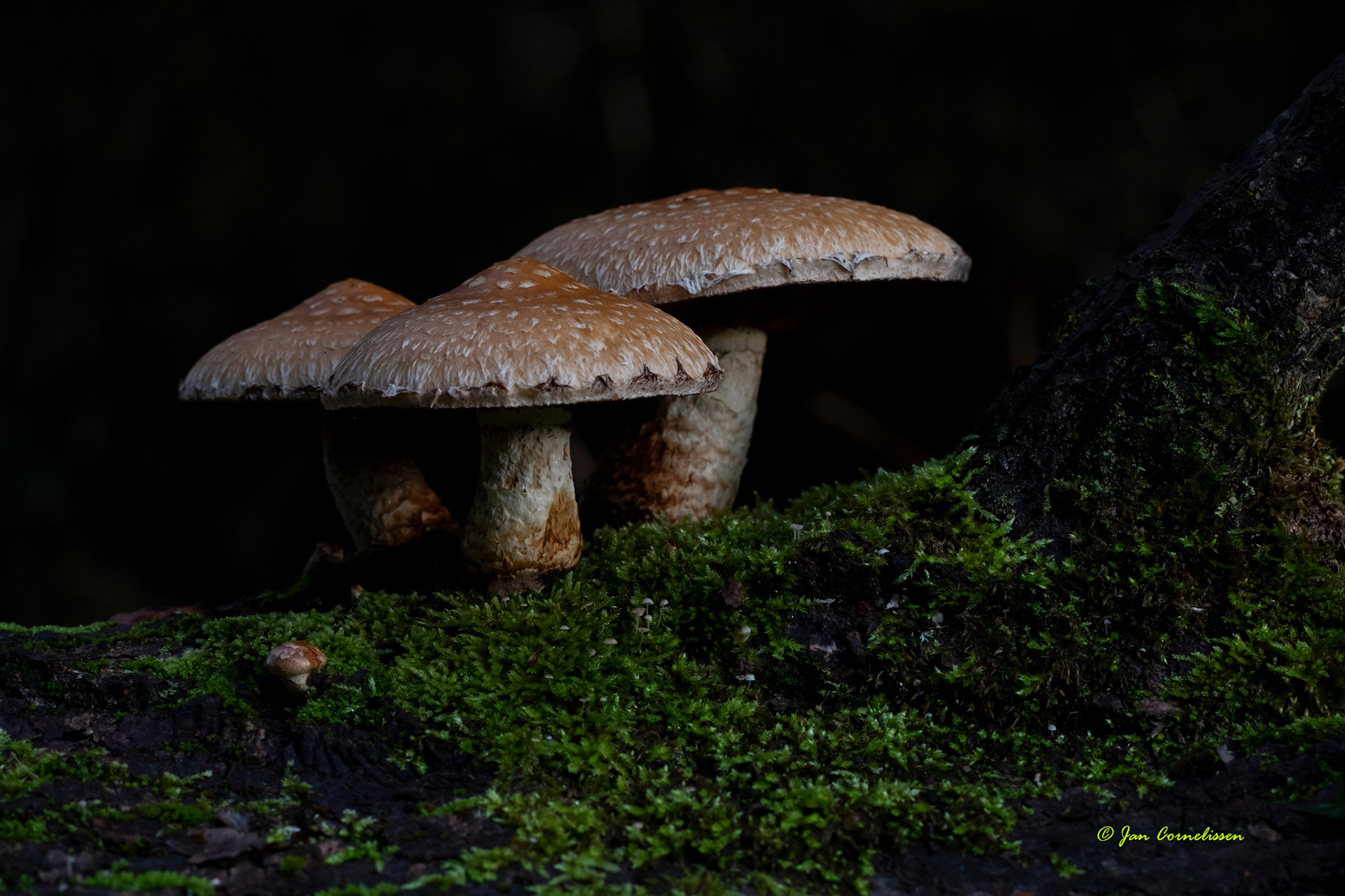 Wollige bundelzwam (Nederweert, NL)