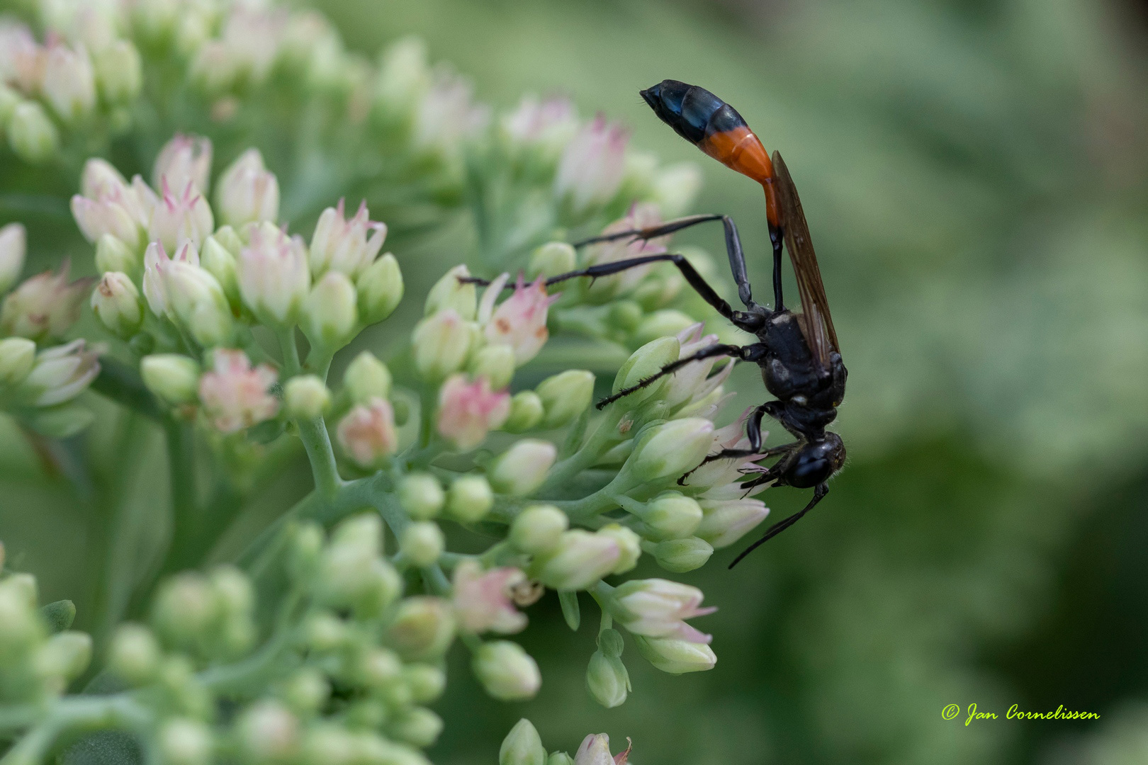 Grote rupsendoder - Ammophila sabulosa (Pelt, B) 2020