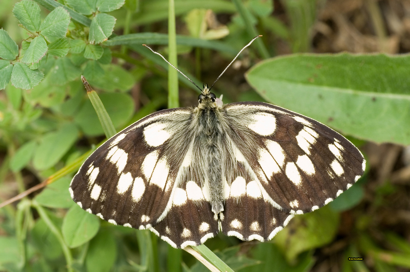 Dambordje - Melanargia galathea (Zuid-Bulgarije) 2007
