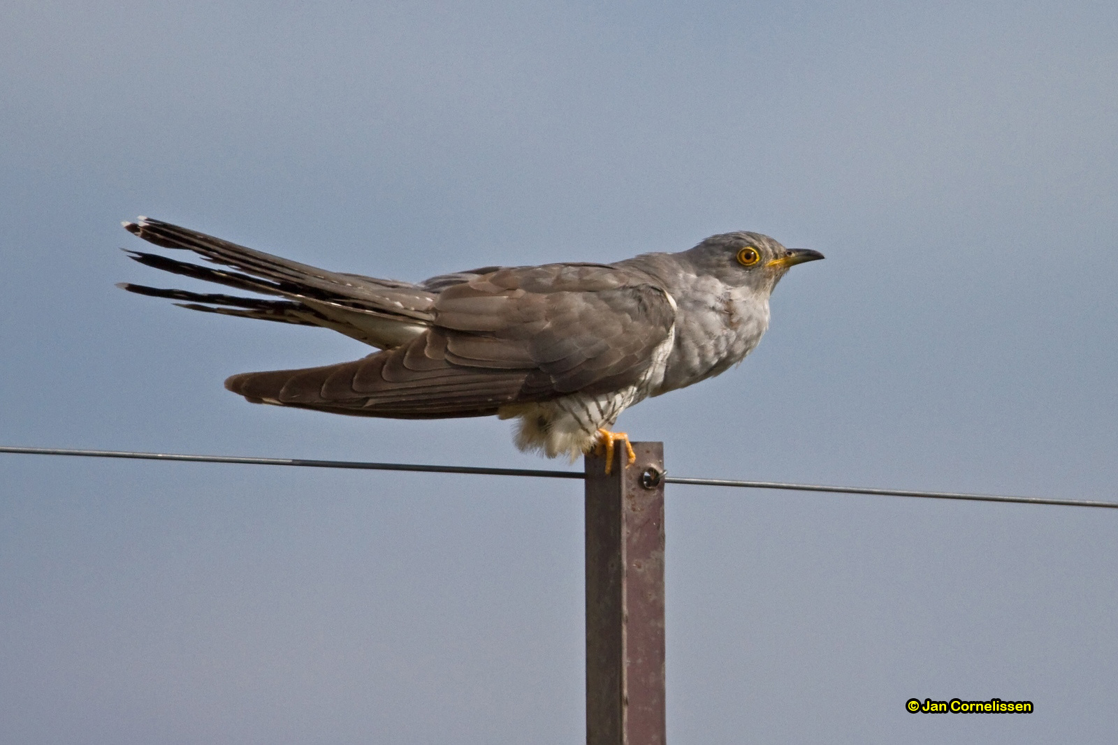 Koekoek - Cuckoo - Cuculus canorus