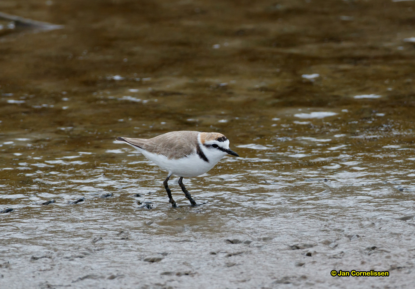 Strandplevier - Kentish Plover - Charadrius alexandrinus