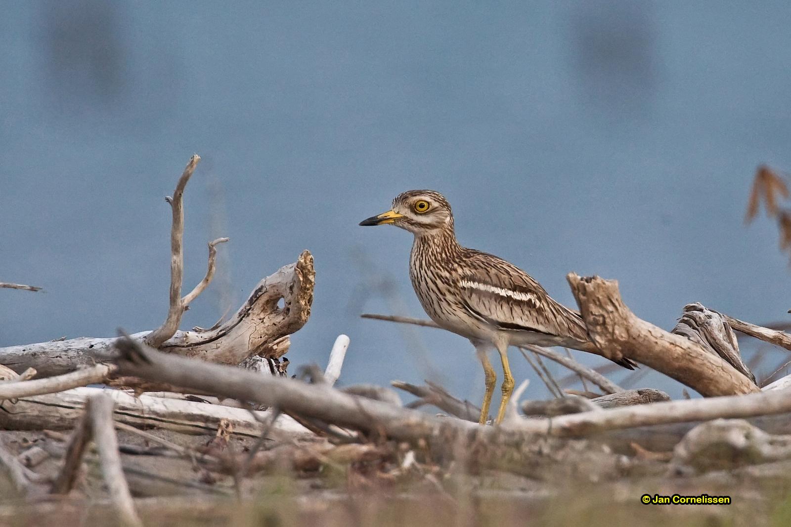 Griel - Stone Curlew - Burhinus oedicnemus