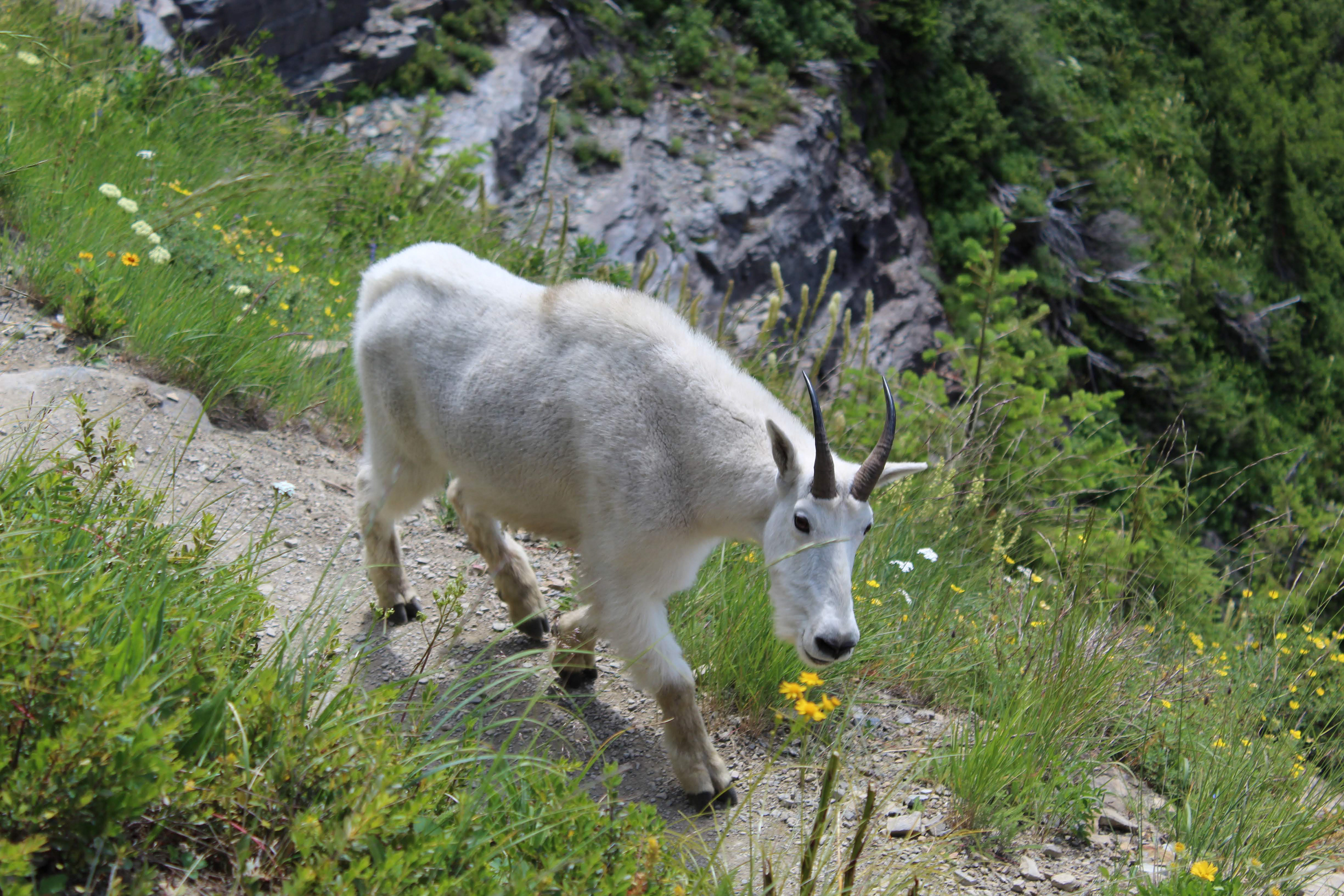 A mountain goat walks the High Line trail in Glacier NPS like he owns it