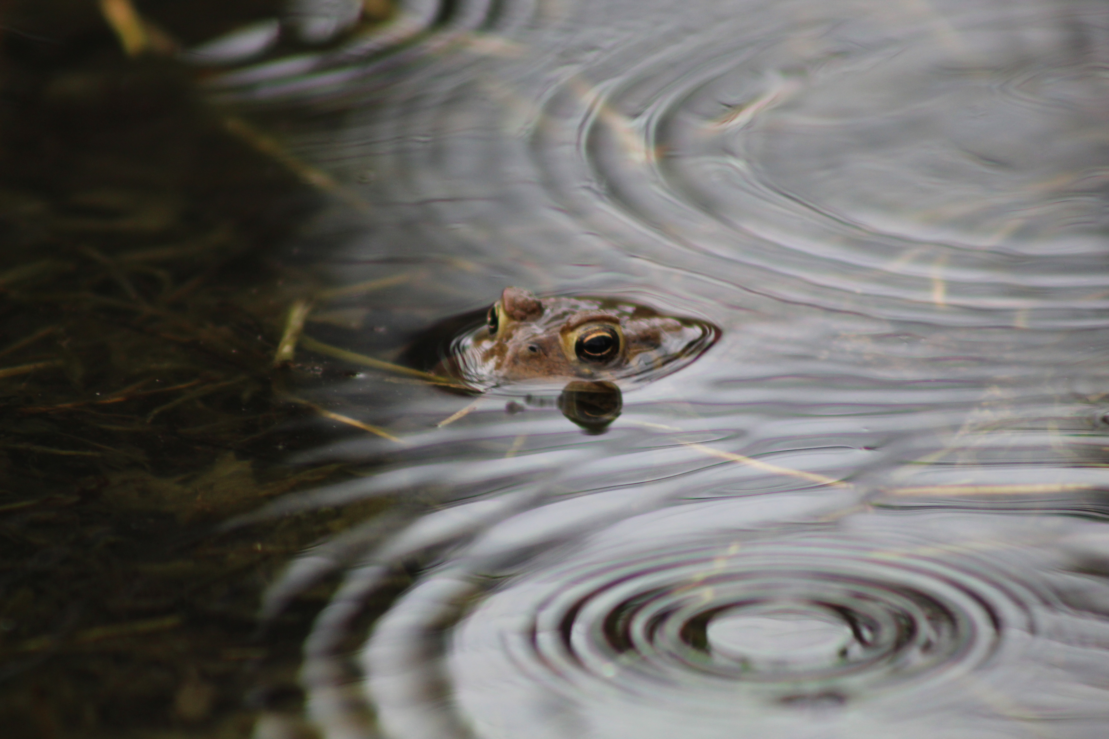 A frog waits out the rain
