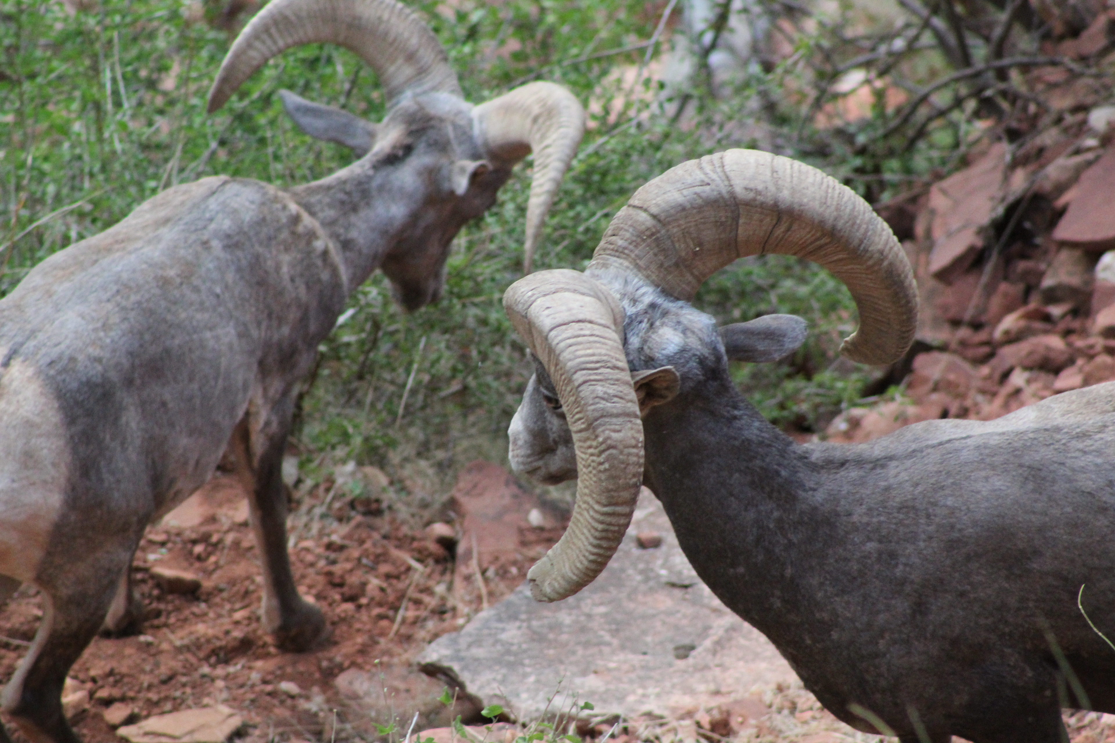 Bighorn sheep graze on slopes of the Grand Canyon