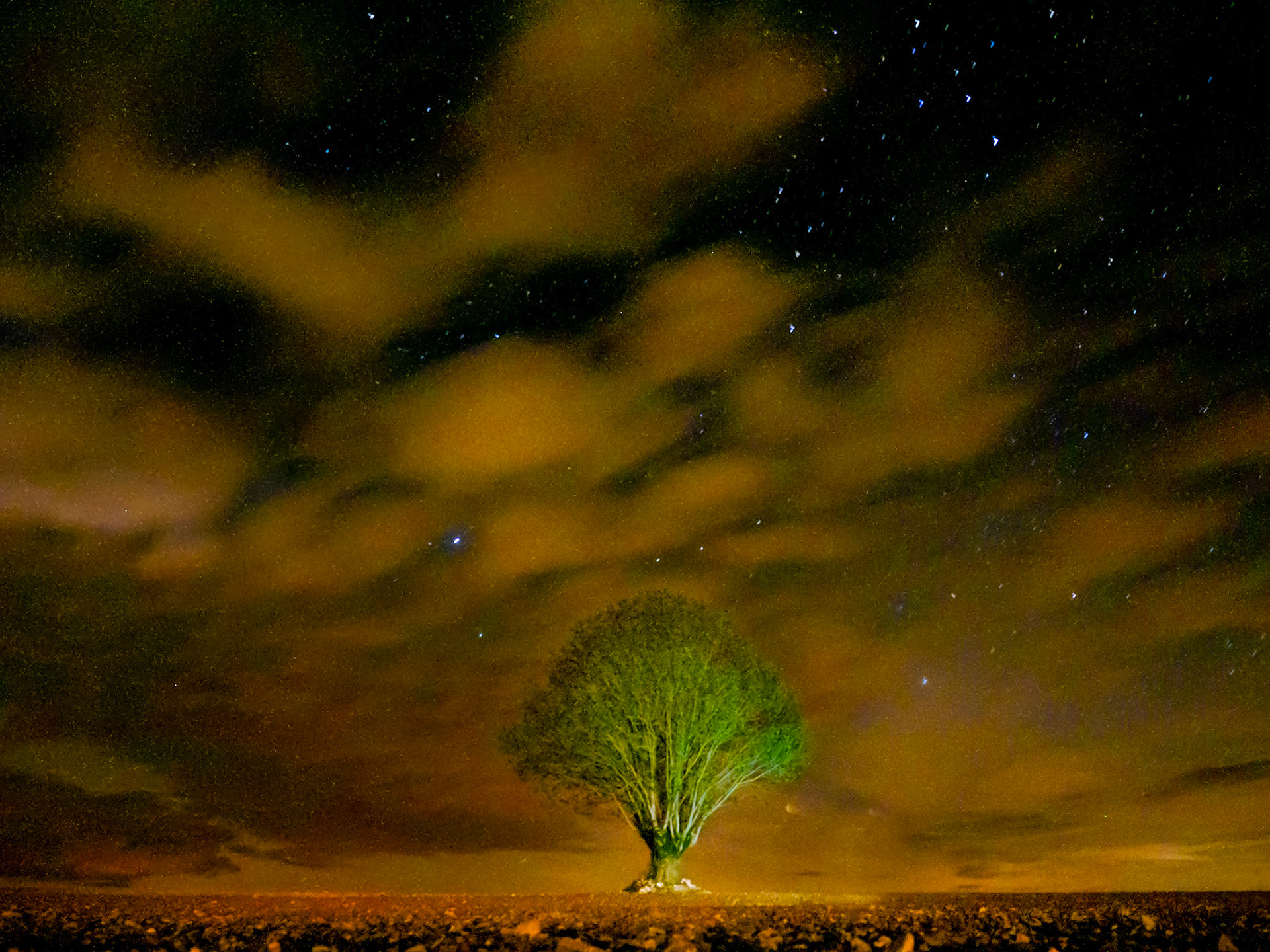 Mon arbre...