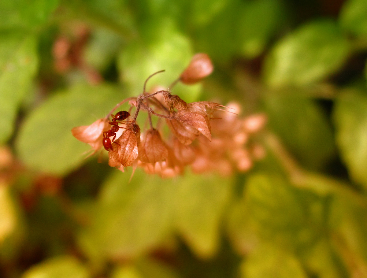 The ant face with dry basil flowers