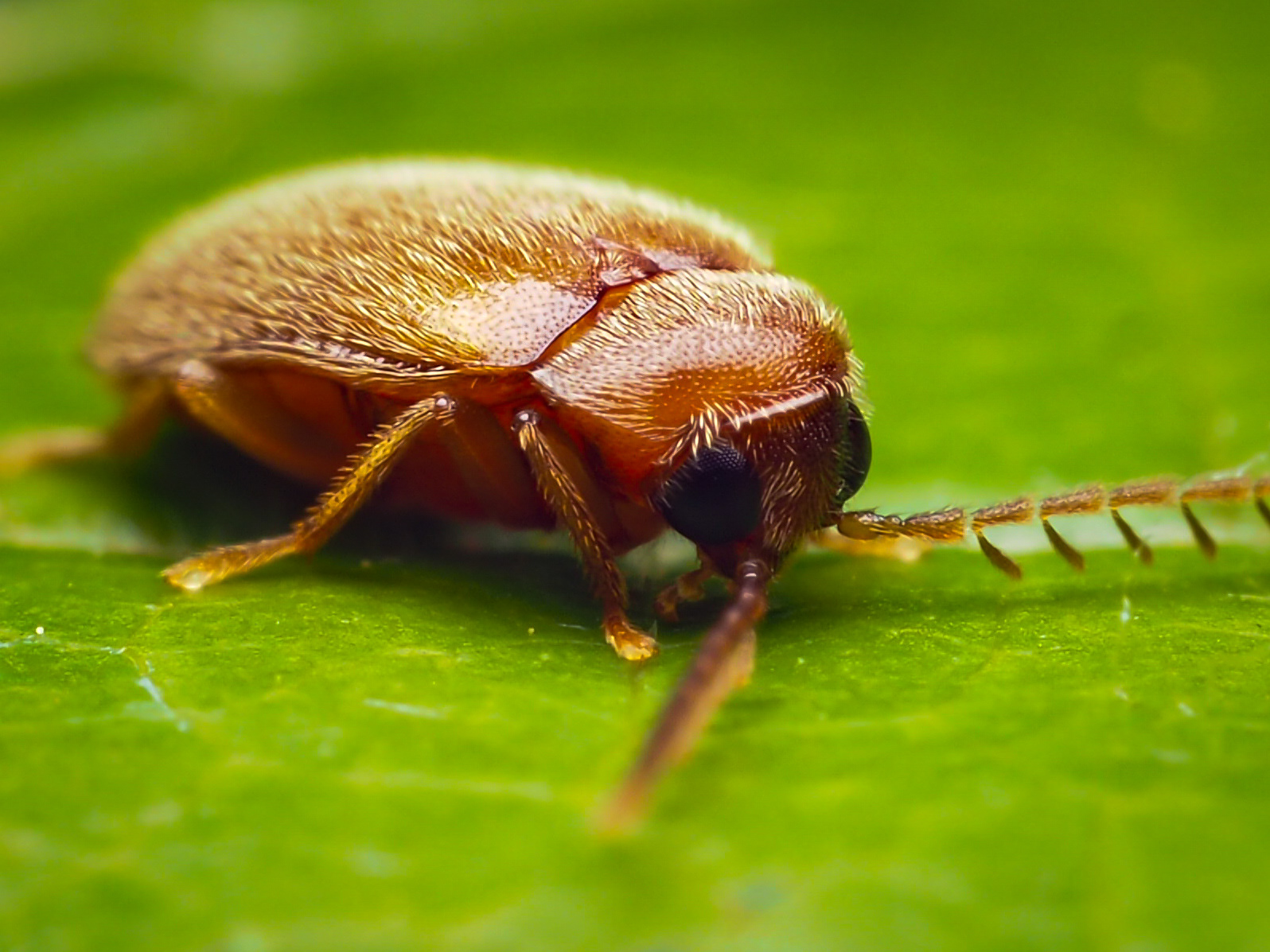 Toe-Winged Beetle (Ptilodactyla)