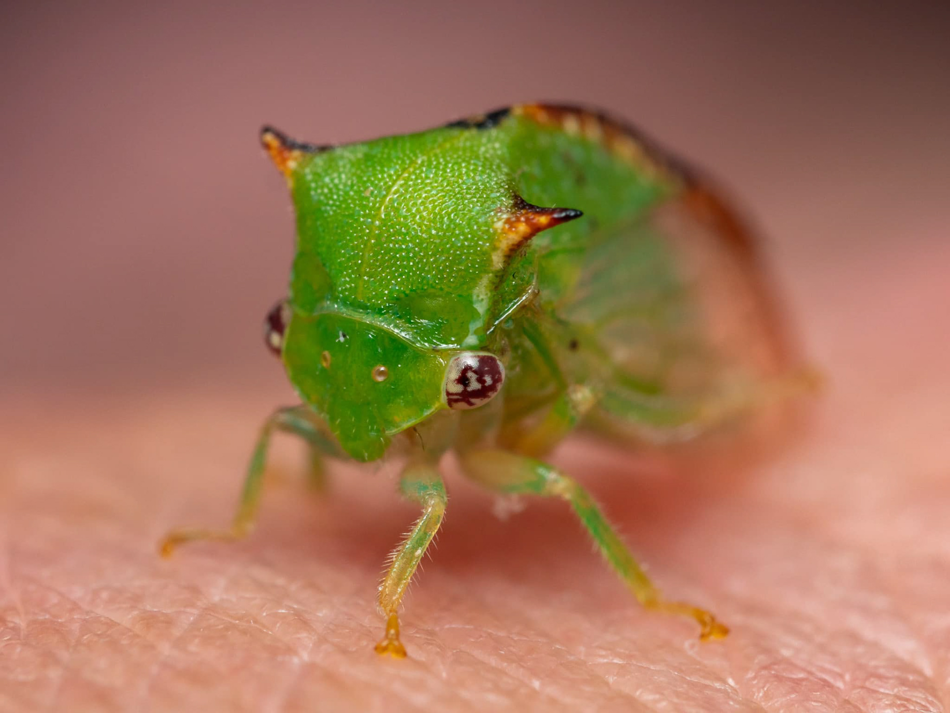 Buffalo Treehopper