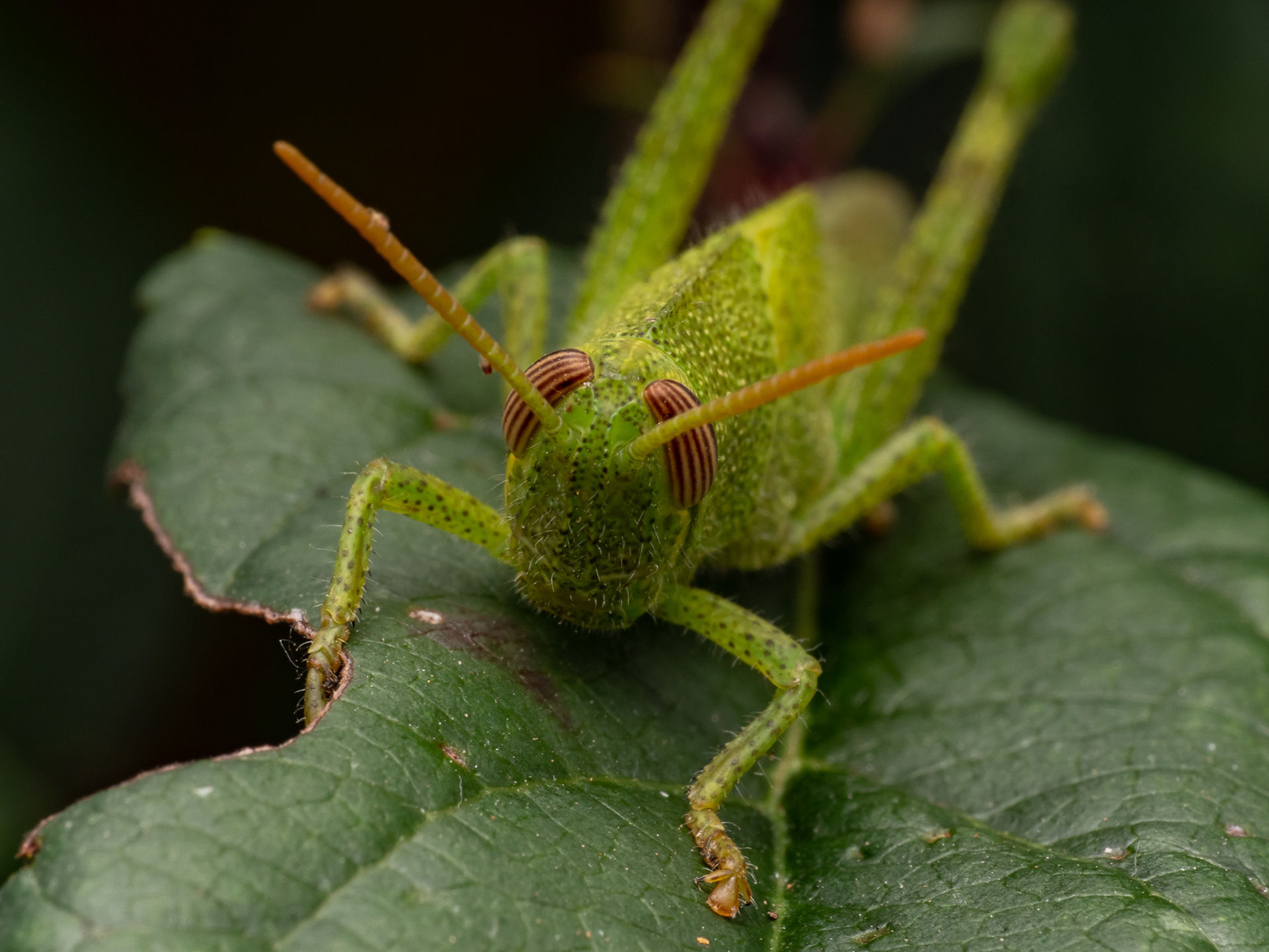 Grasshopper