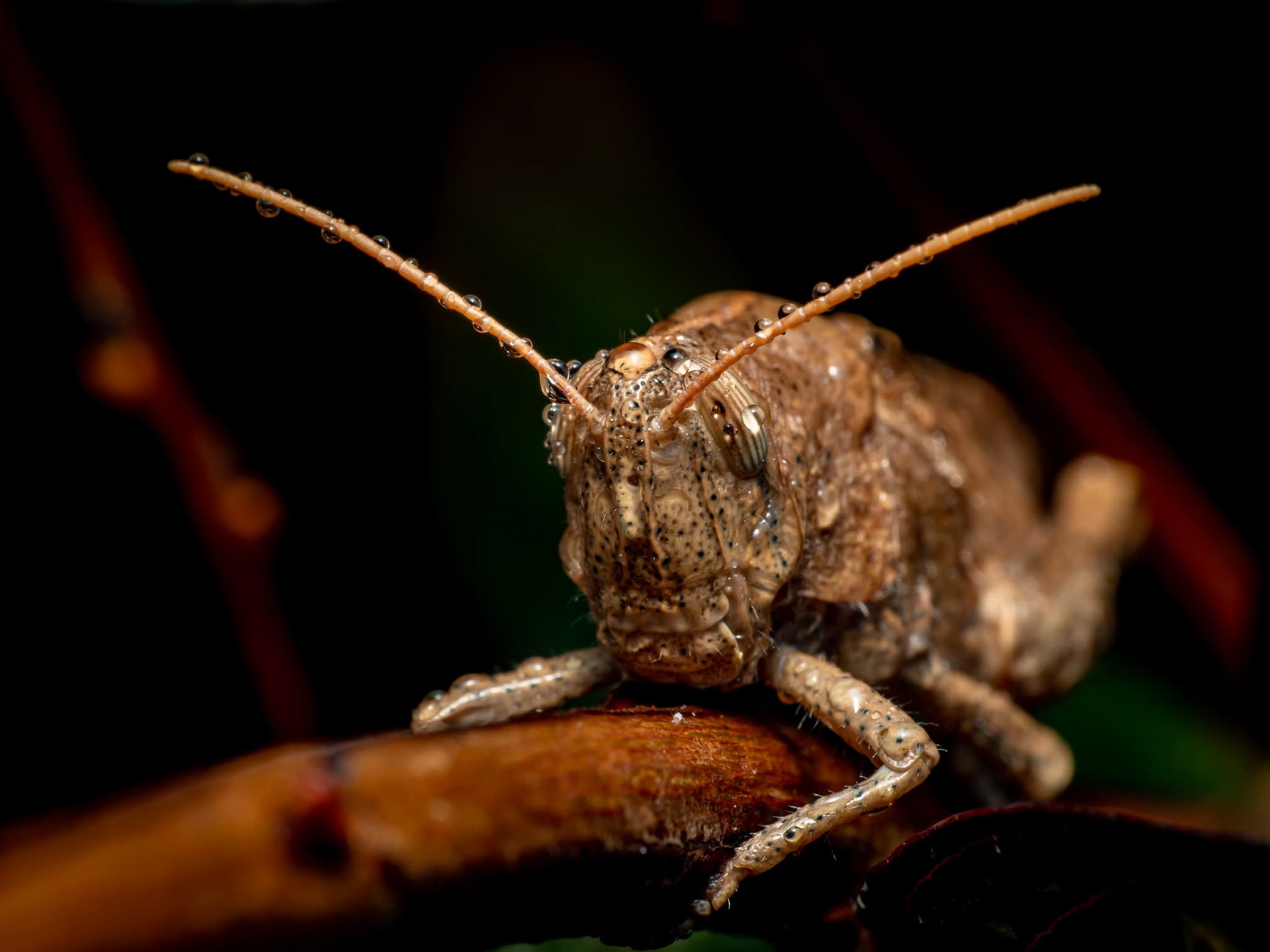 Mischievous Grasshopper in the rain. 