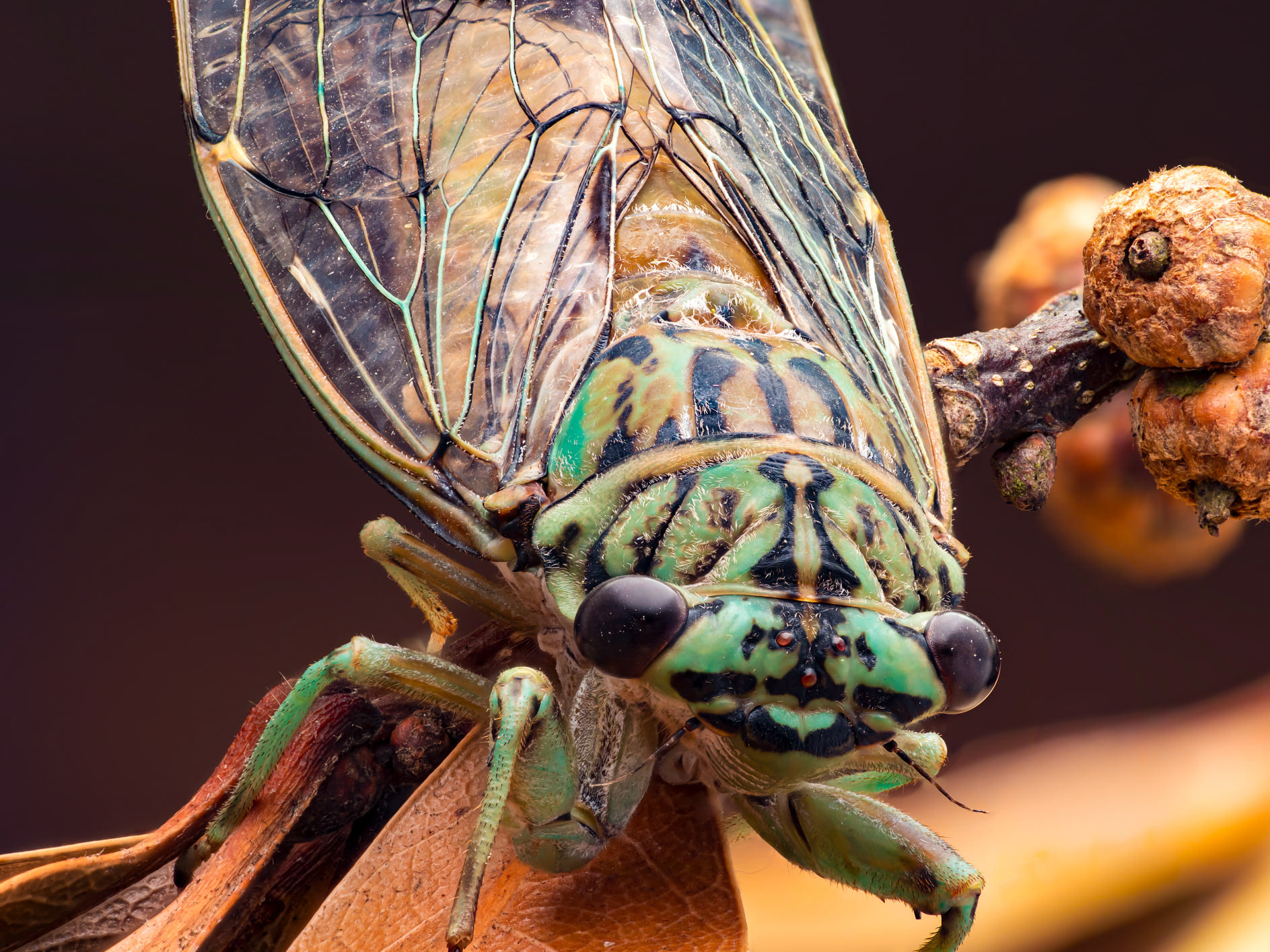 Annual Cicada