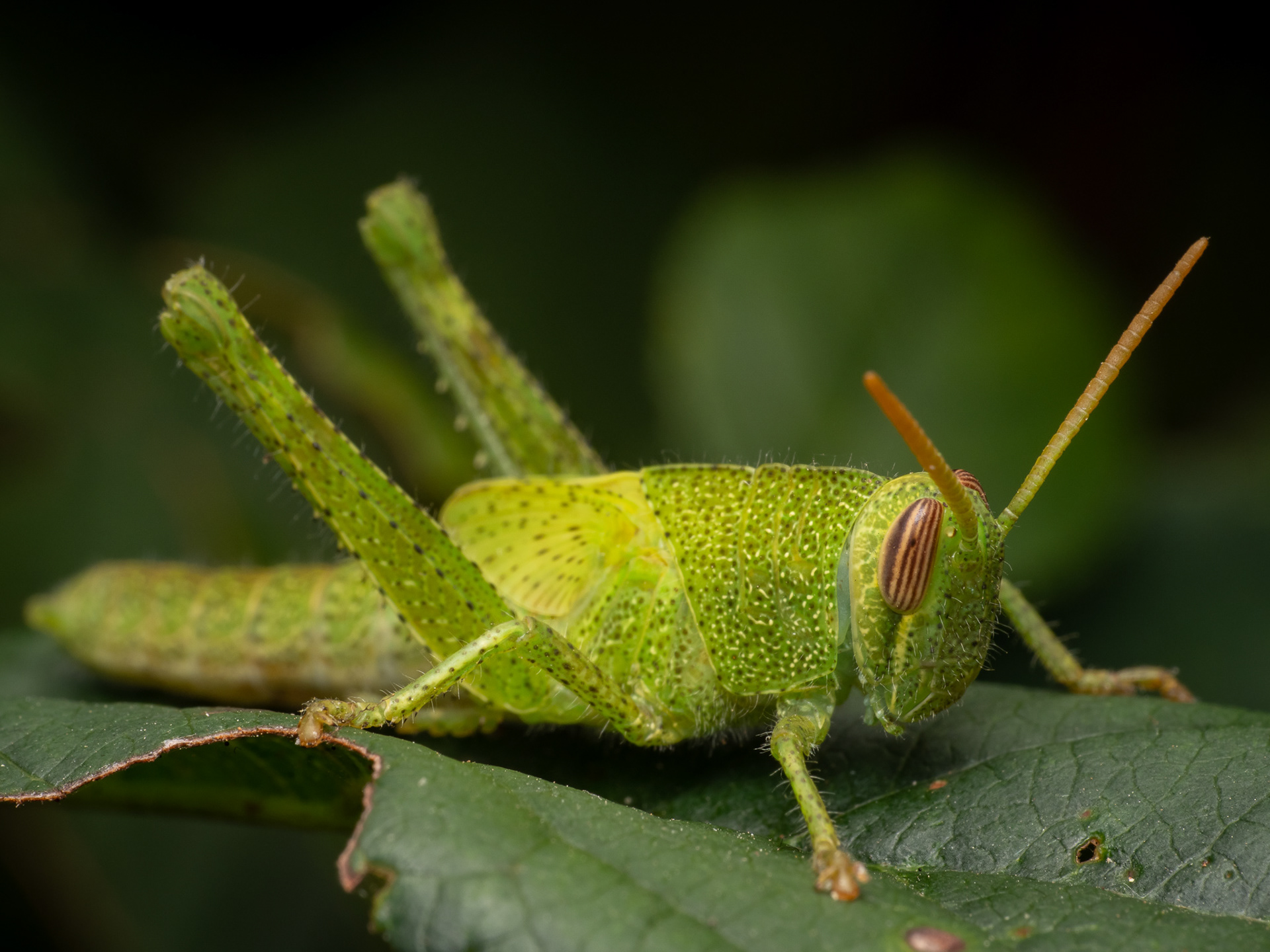 Grasshopper