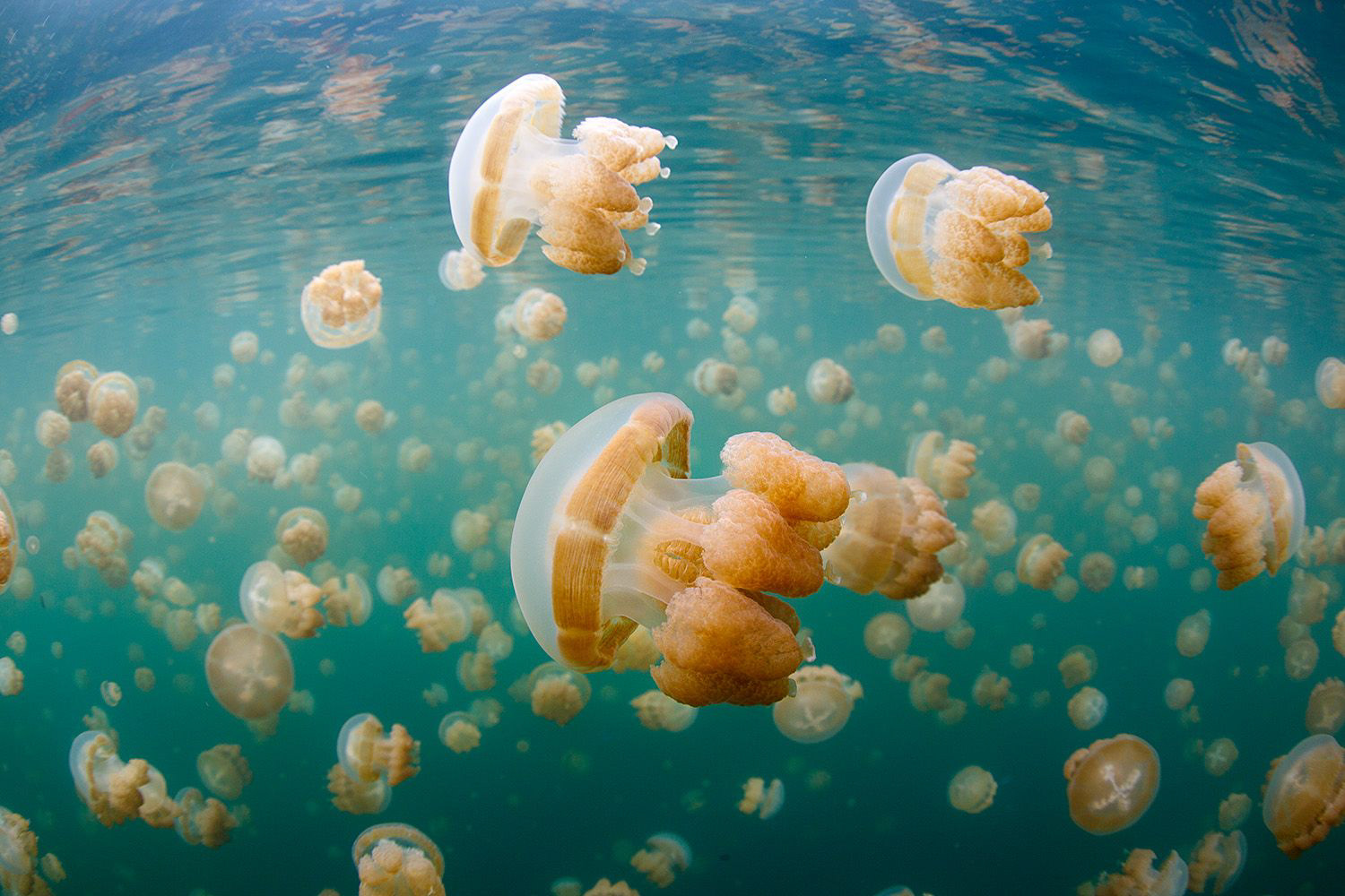 Source Image: Bernard Radvaner - Underwater Photography