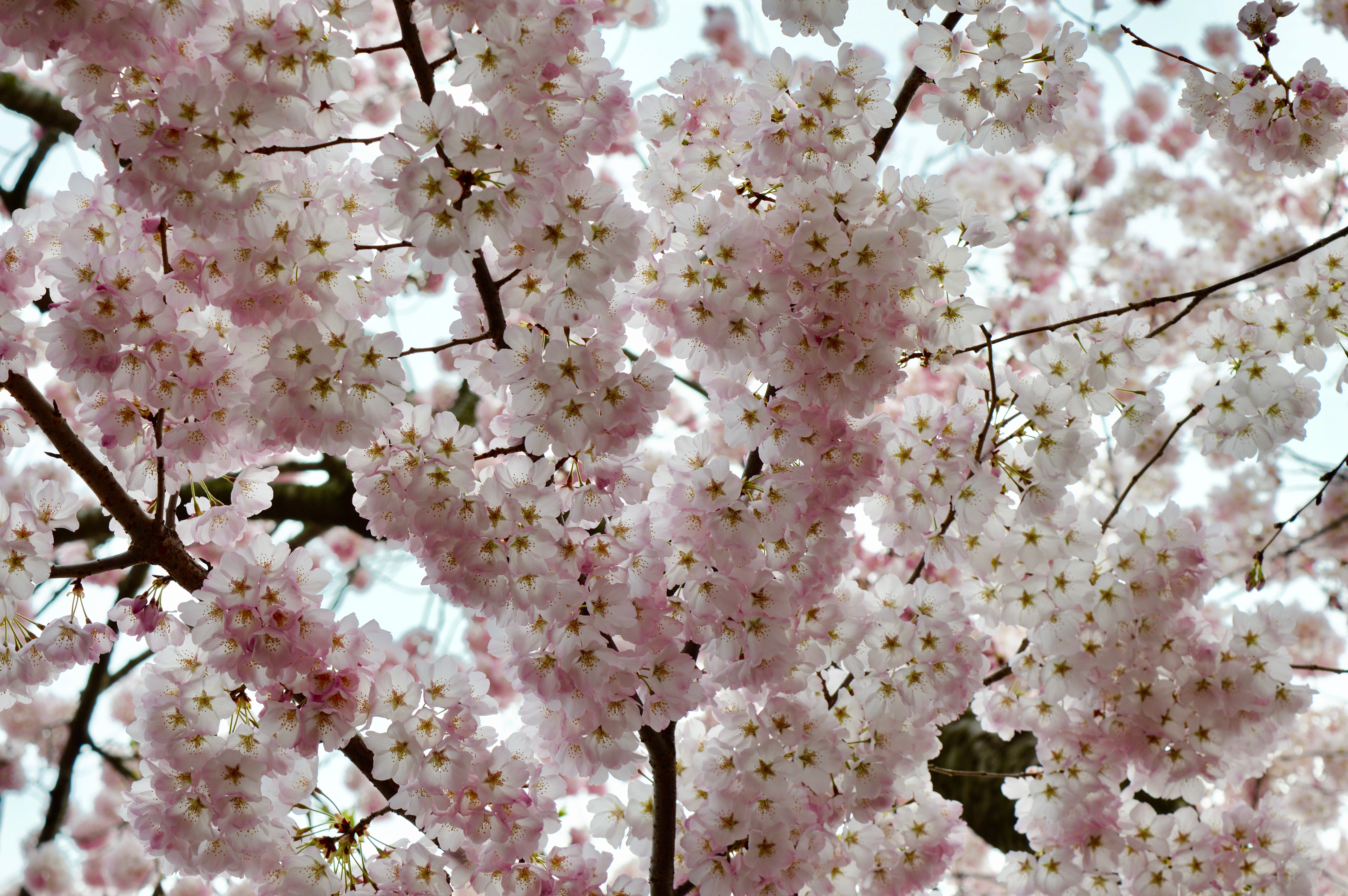 DC Cherry Blossoms, Spring 2019