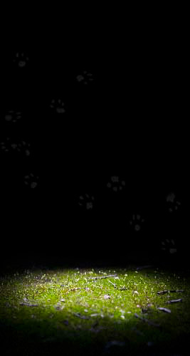 Paw Prints, 2014