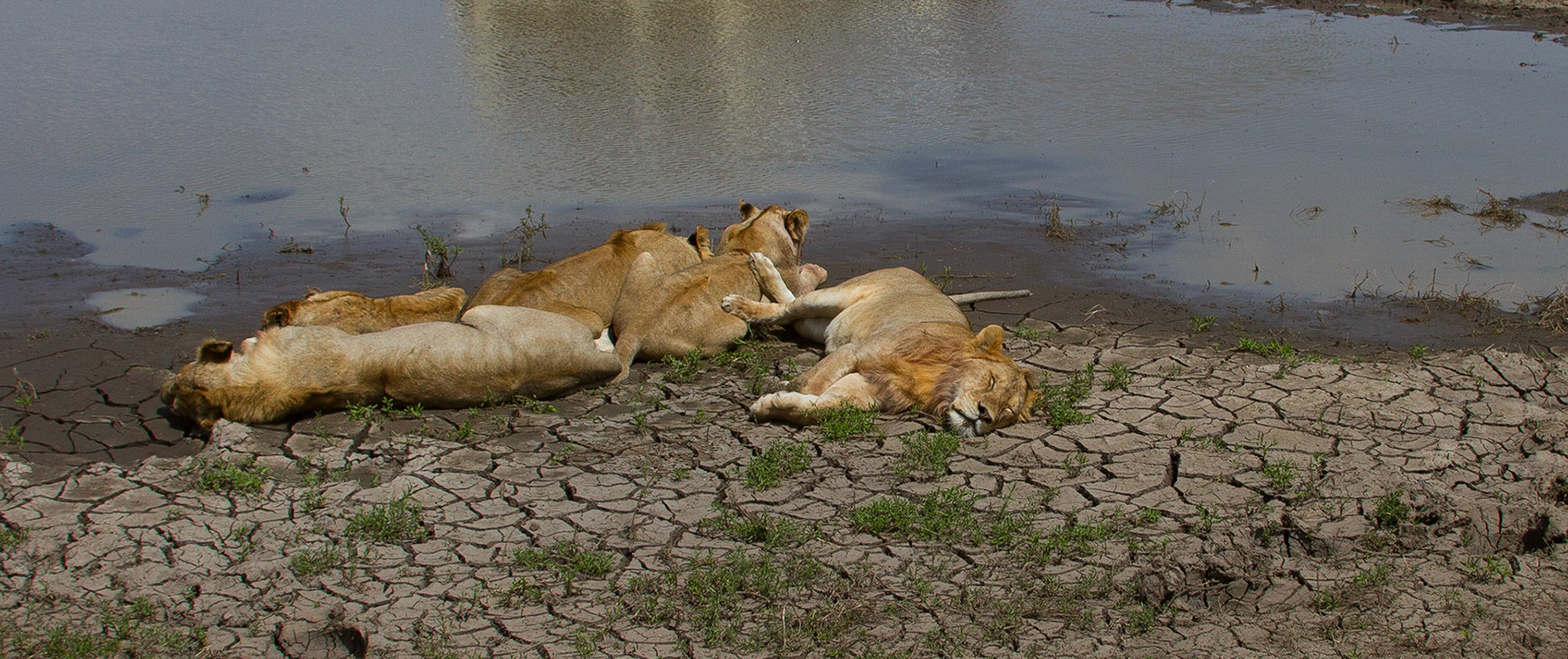 Sleepy lions