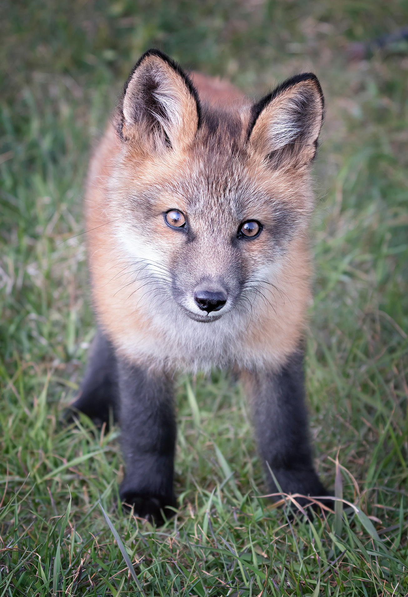 Curious Fox