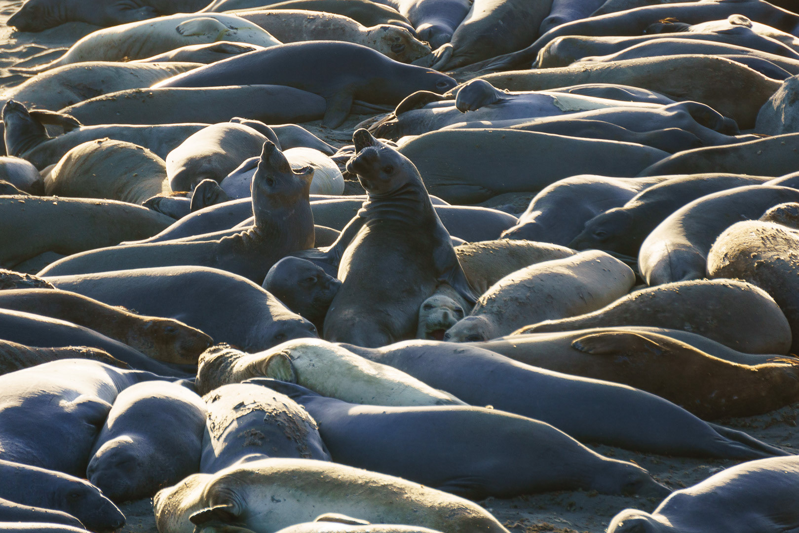 Highway 1 Elephant Seals