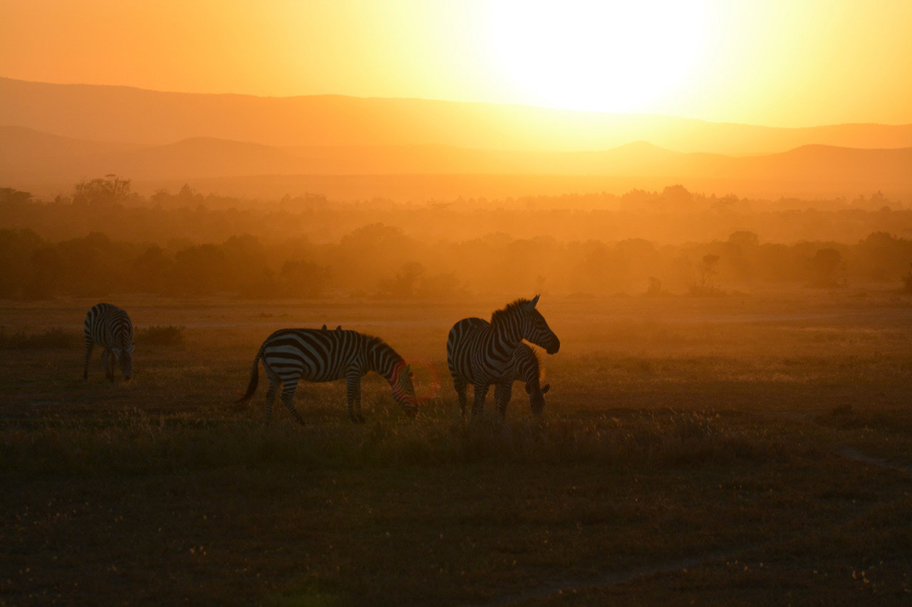 Zebras Kenya