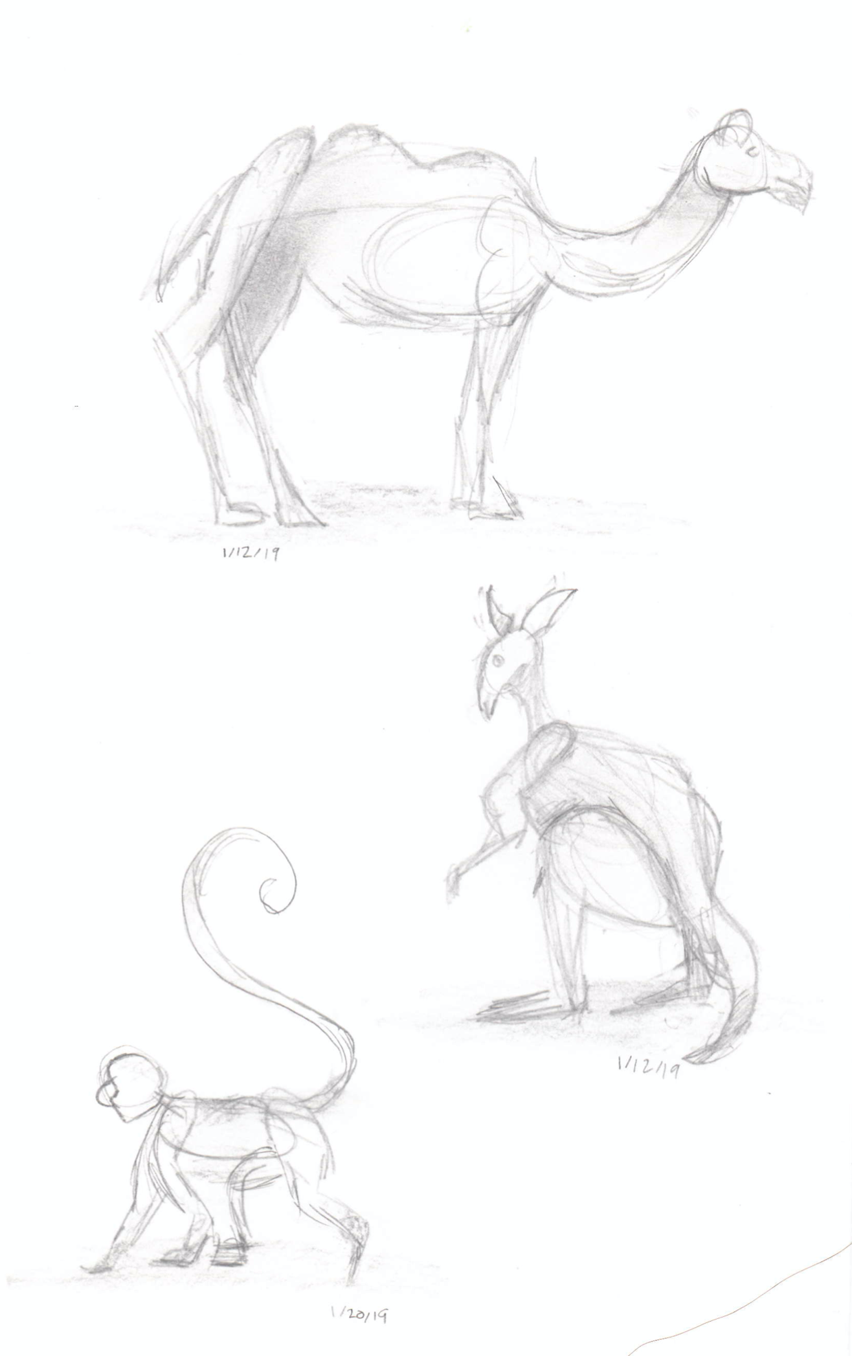 Animals