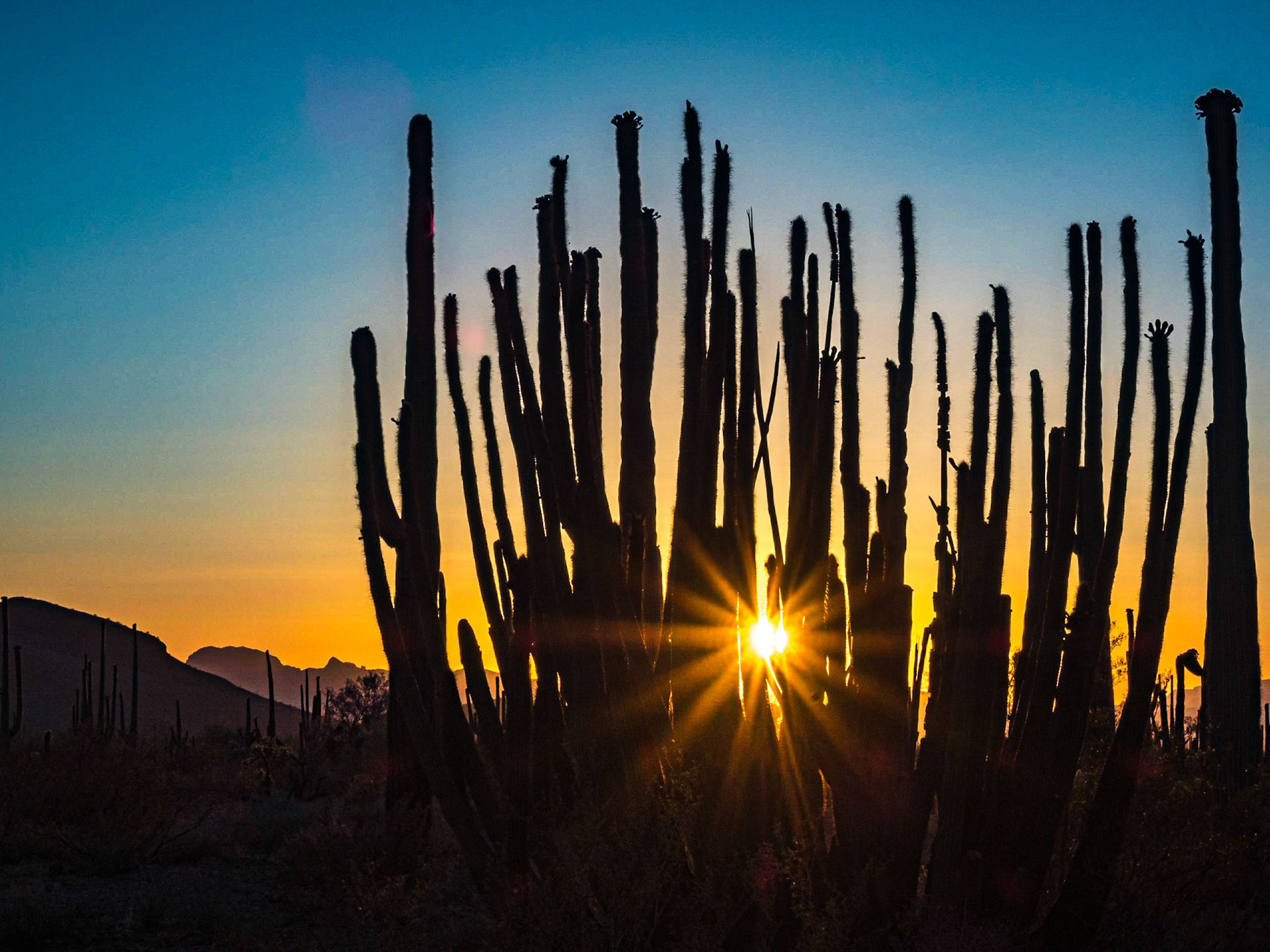 Organ Pipe Cactus National Monument