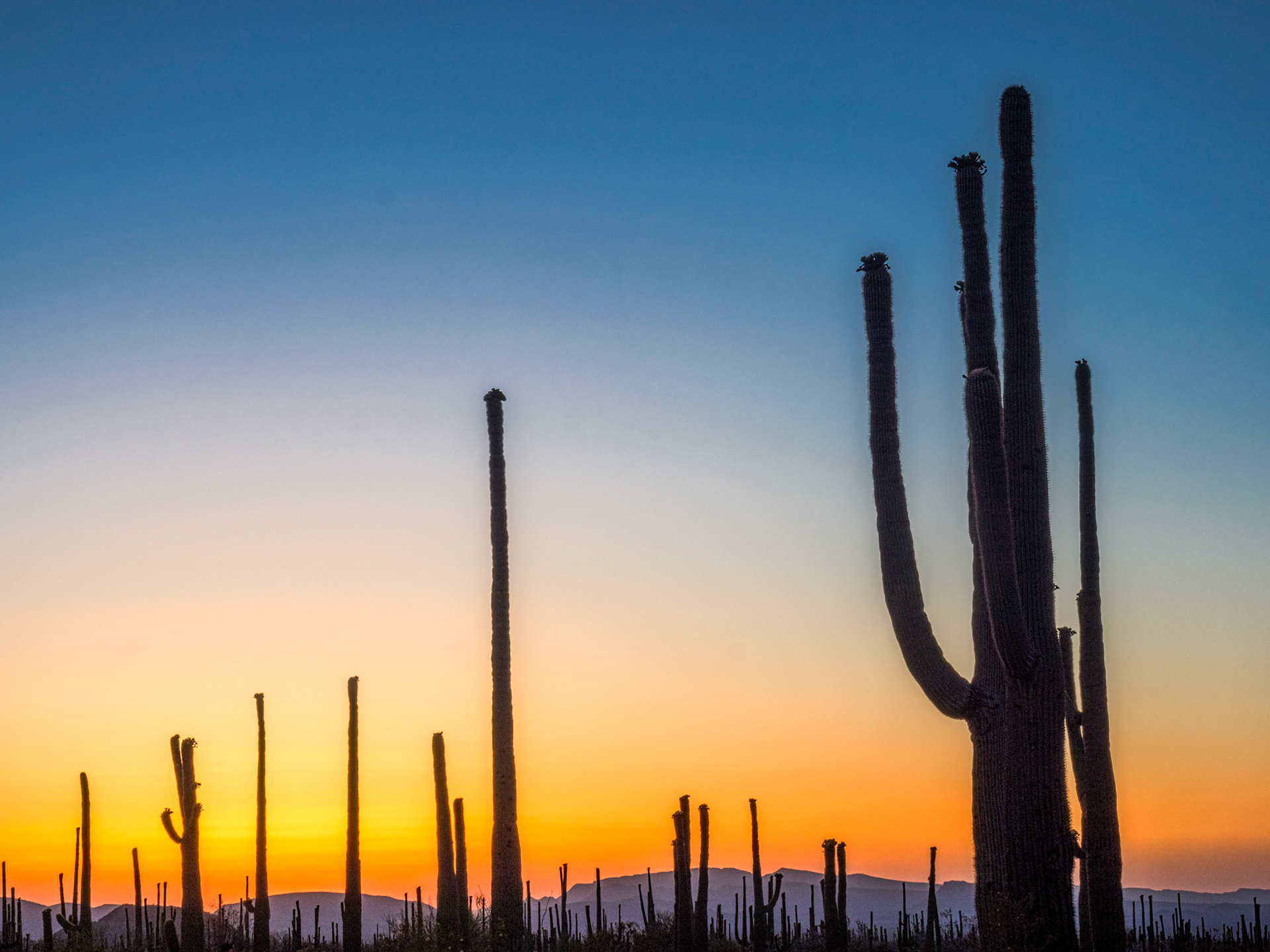 Organ Pipe Cactus National Monument