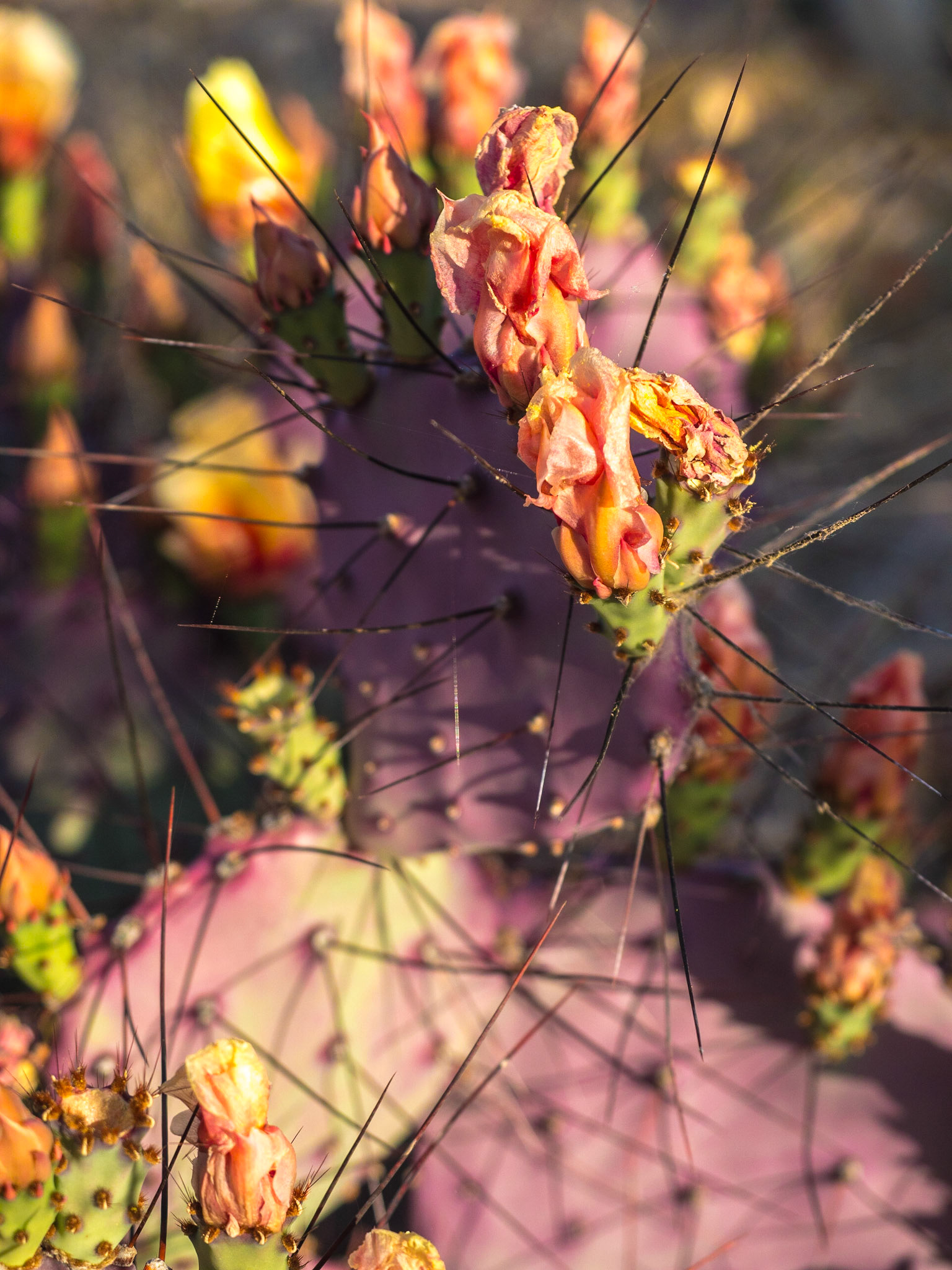 Big Bend National Park