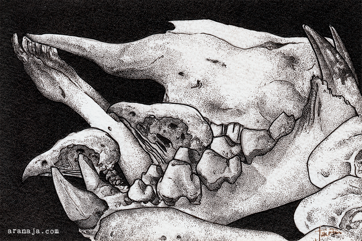 Skull Postcard IV 2021