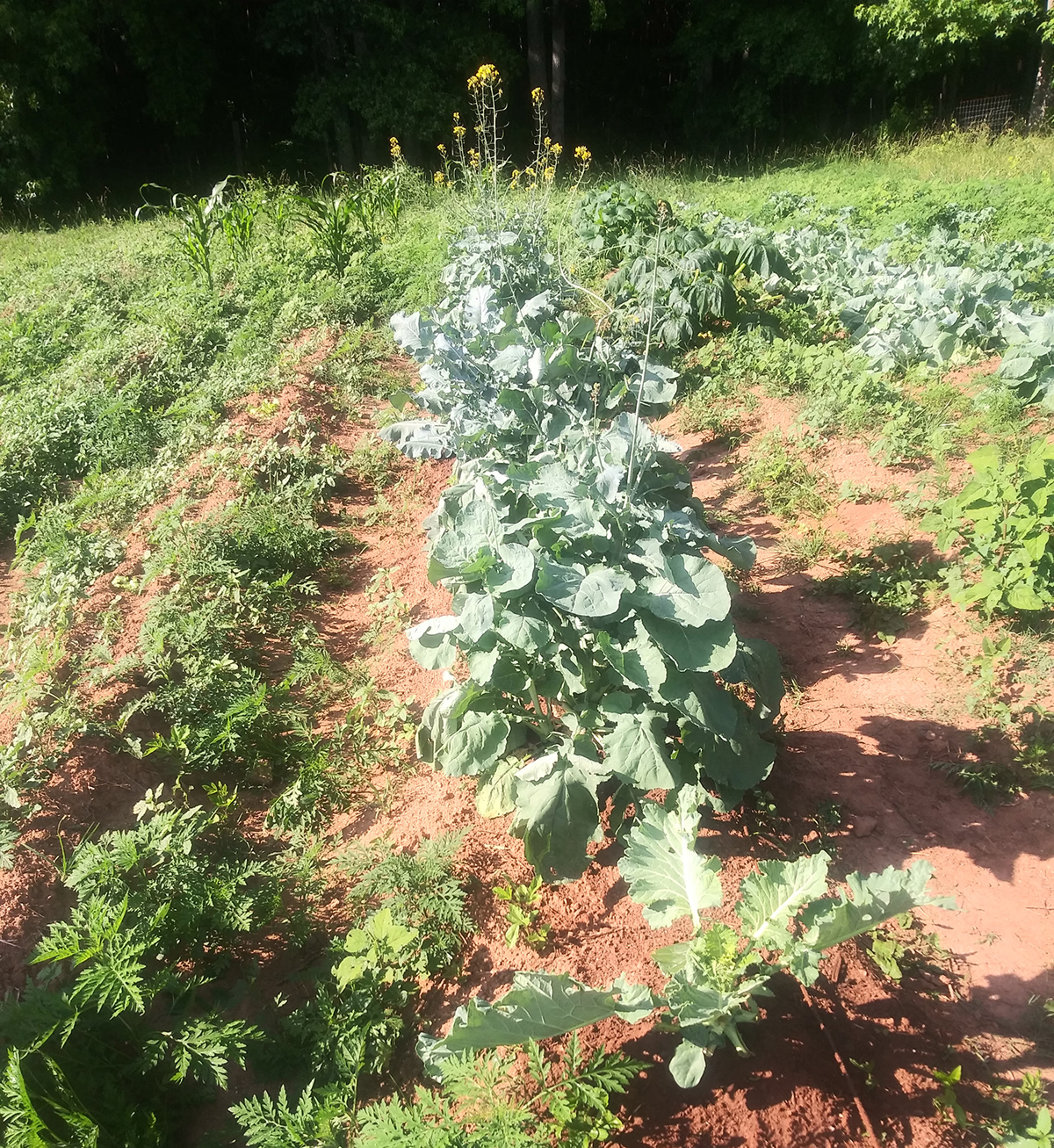 Mecca Halal Farms Produce