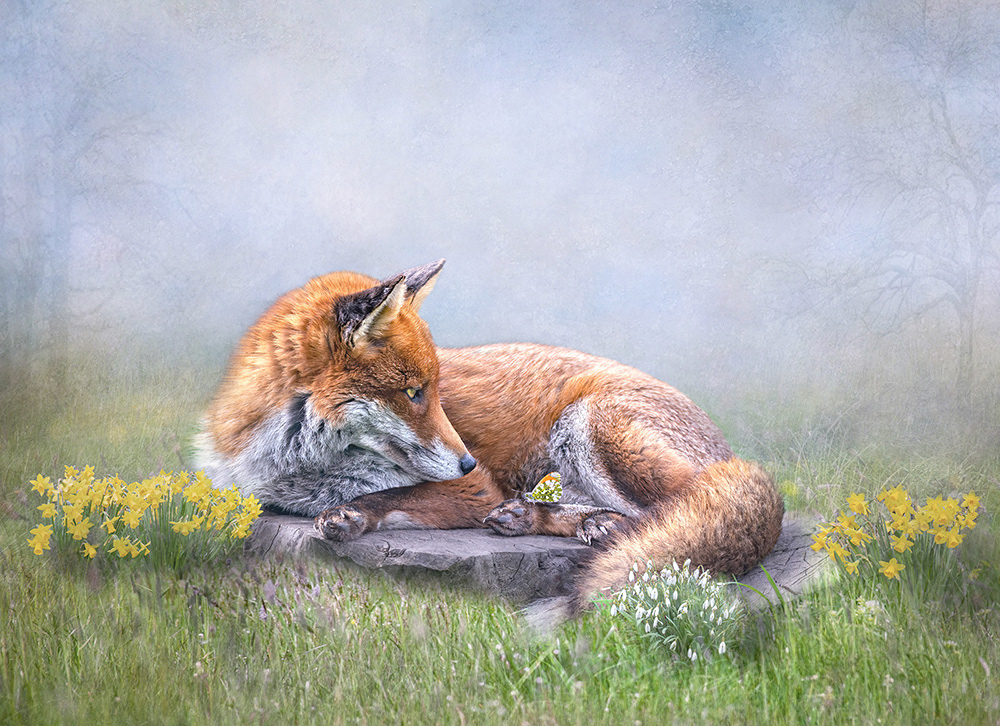 Fox with a Butterfly