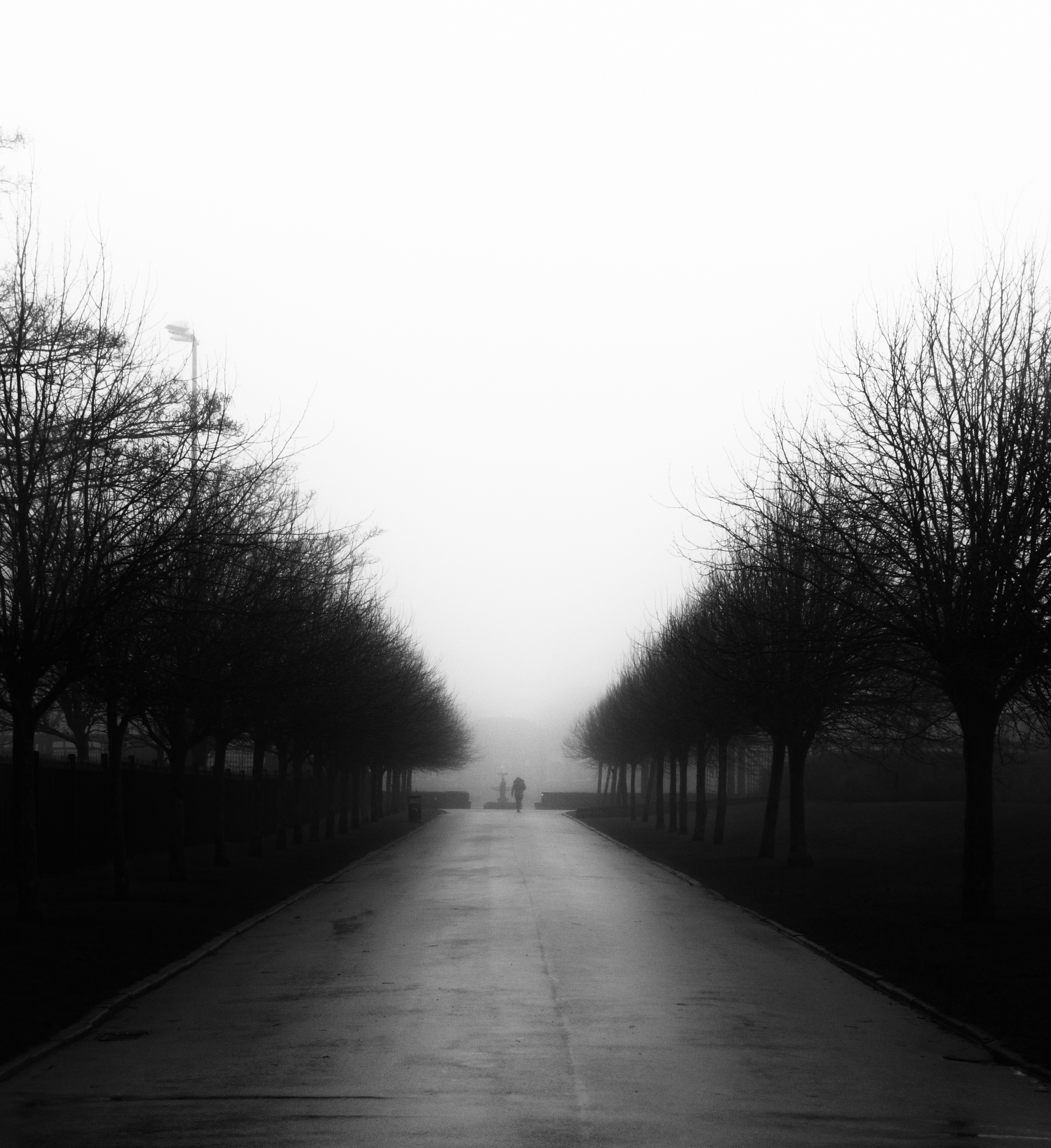 Stanley Park, foggy day, January 2017