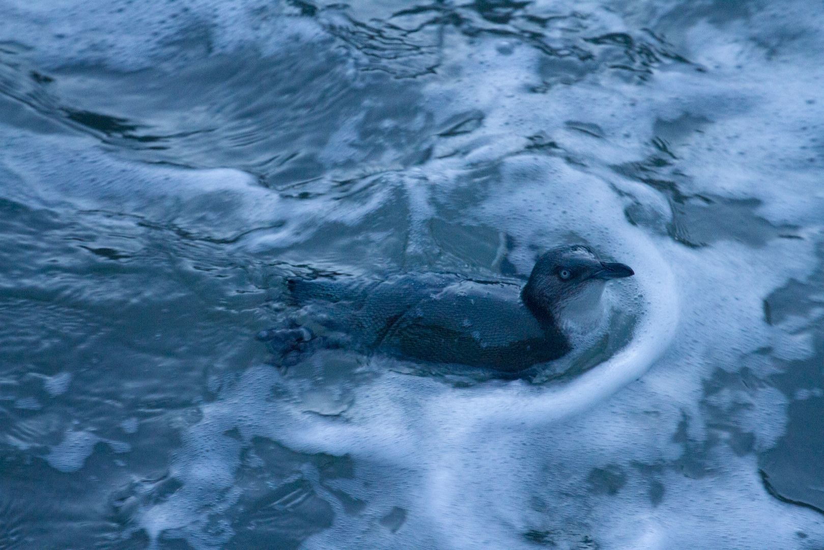 Blue penguin