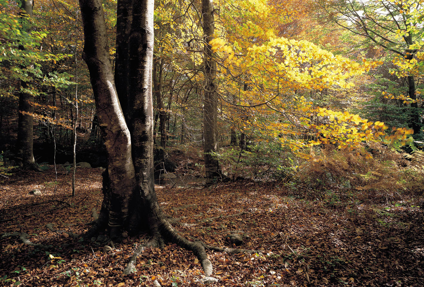Fageda de Sta Fe del Montseny