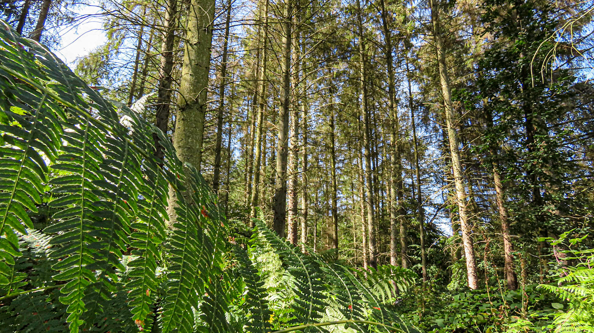 Pepperboxes Wood, Buckinghamshire