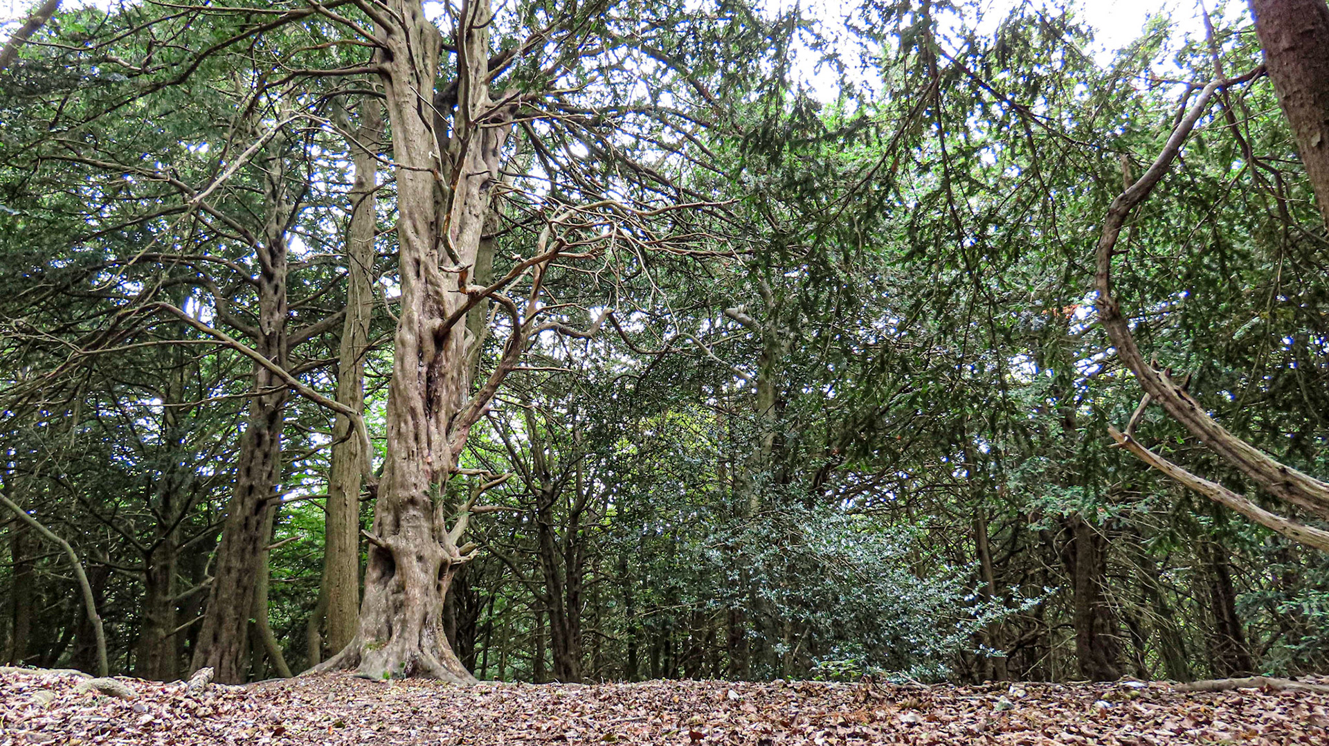 Munces Wood & Kimber's Cops, Buckinghamshire