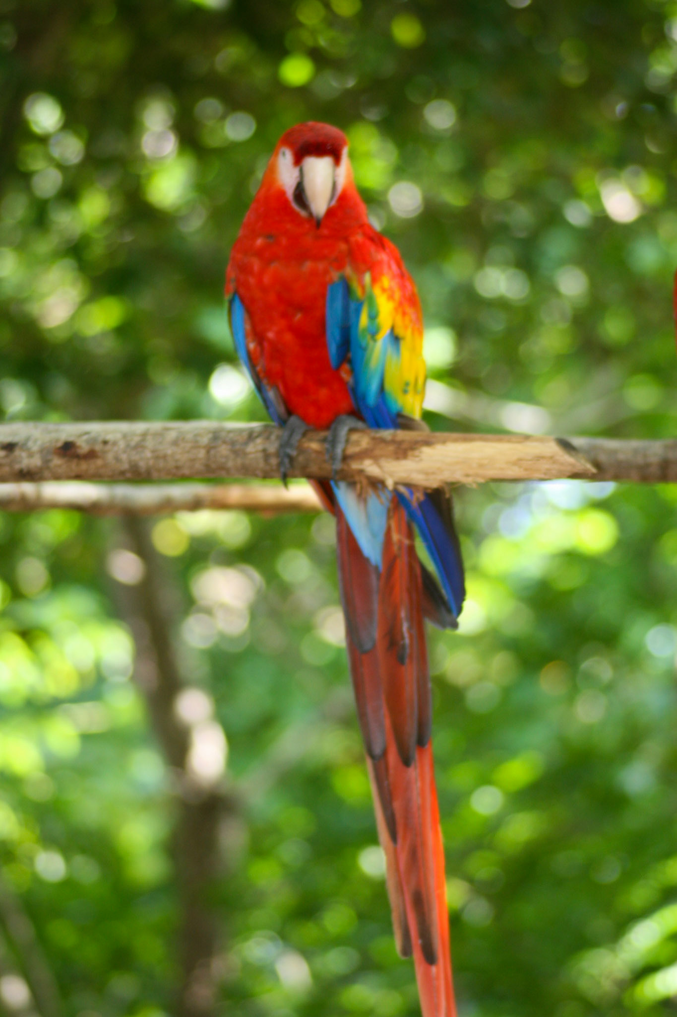 Parrott Roatan Bay Islands, Honduras