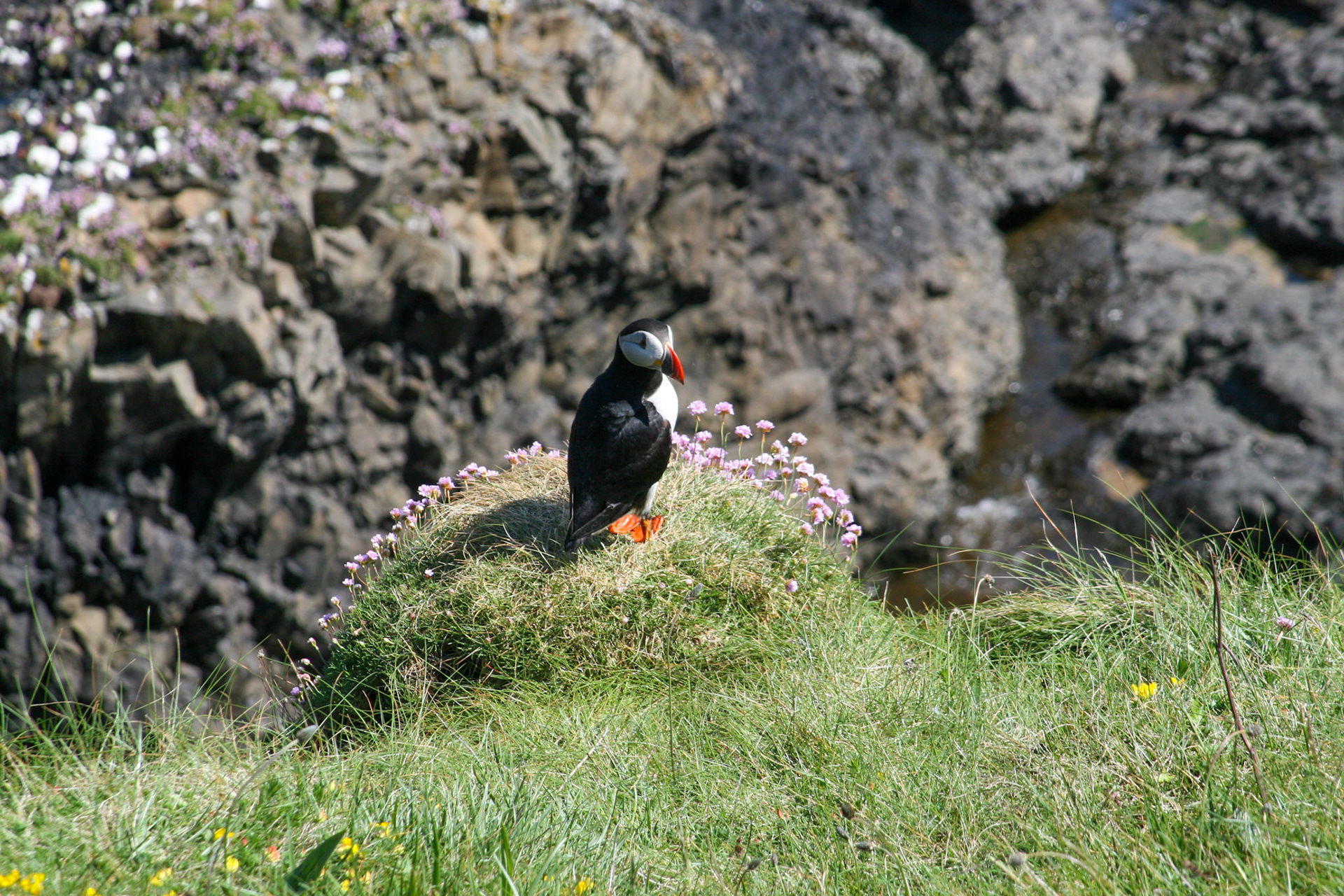 Puffin The Isle Staffa, Scotland
