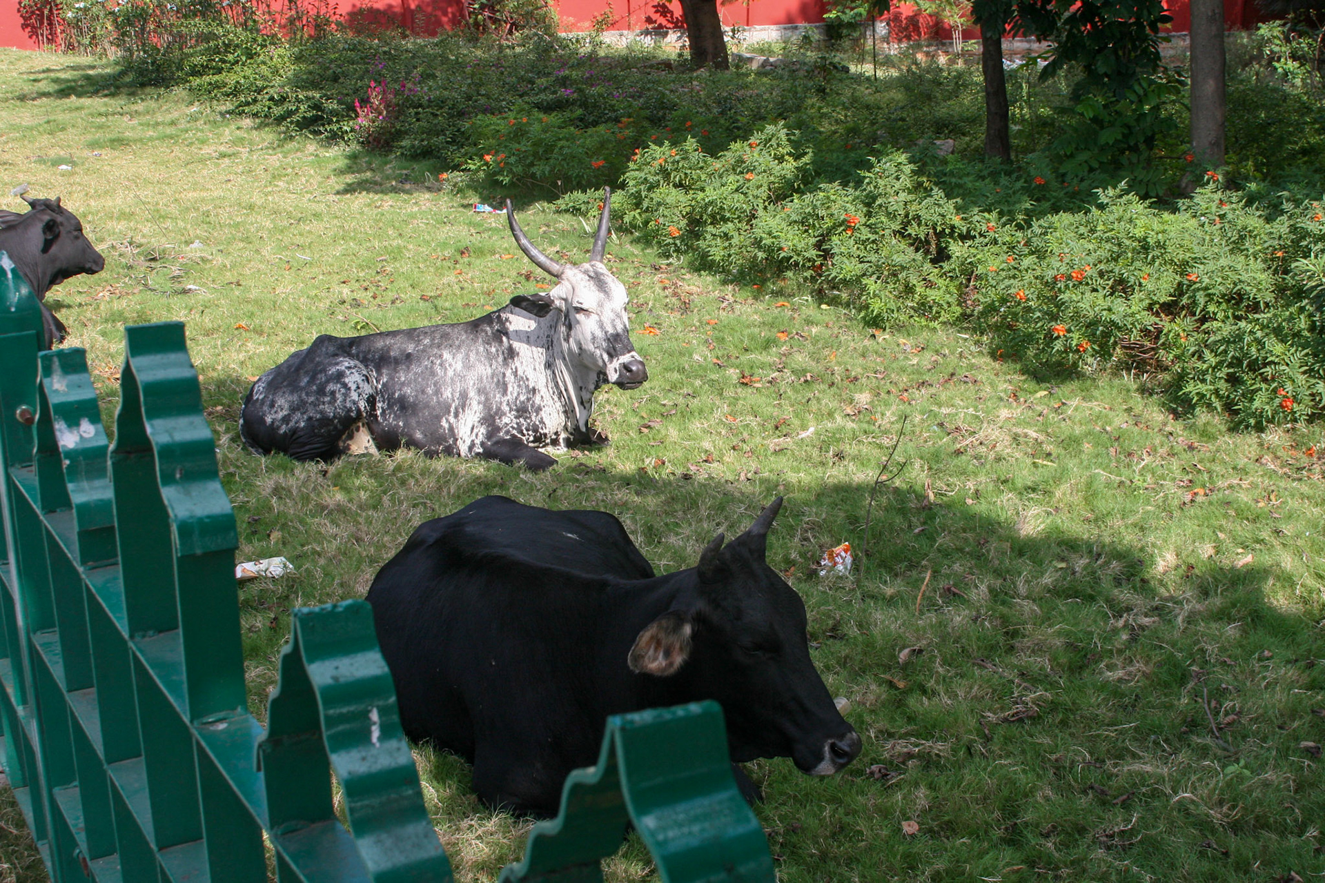 High Court of Karnataka Cows